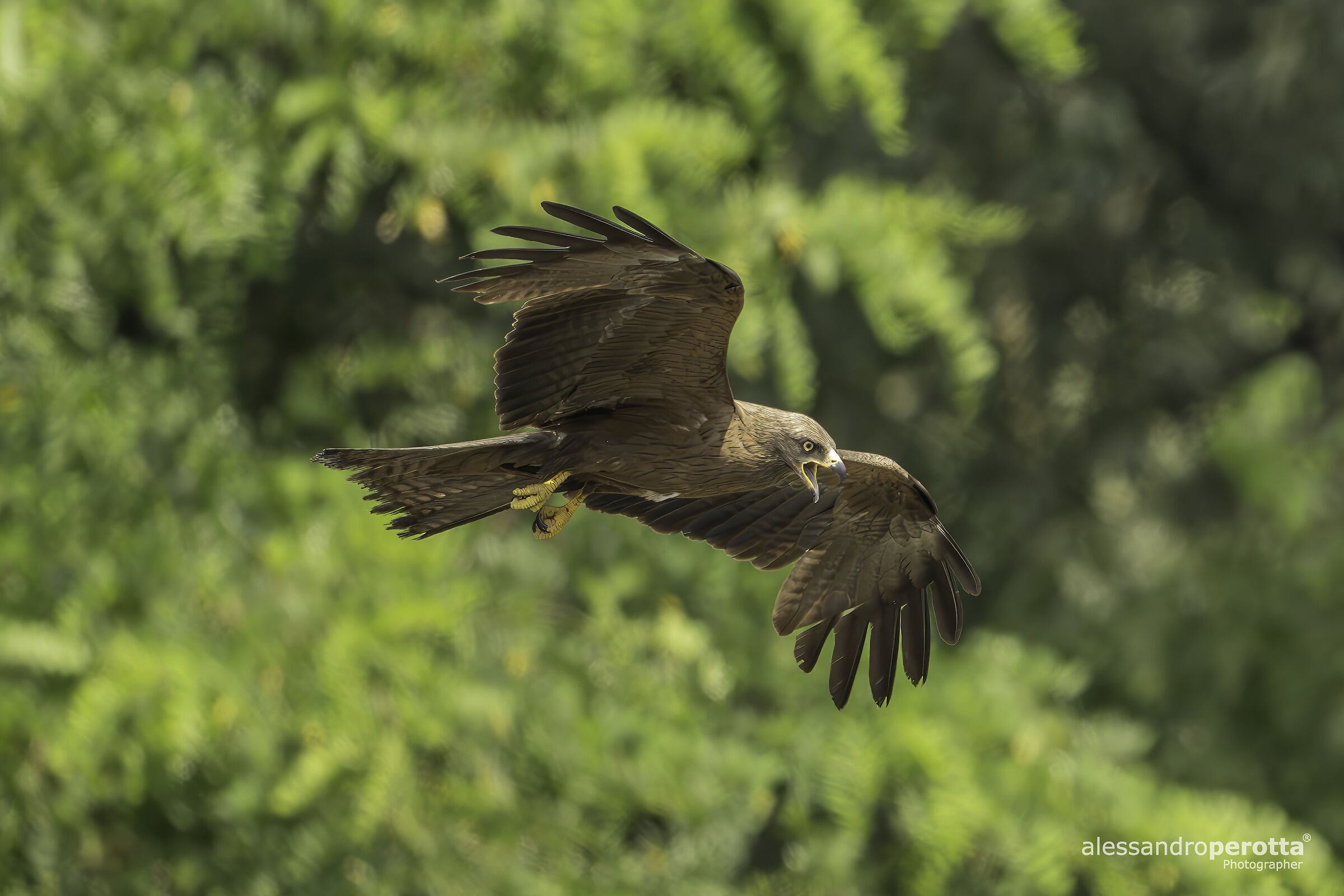 Milvus migrans