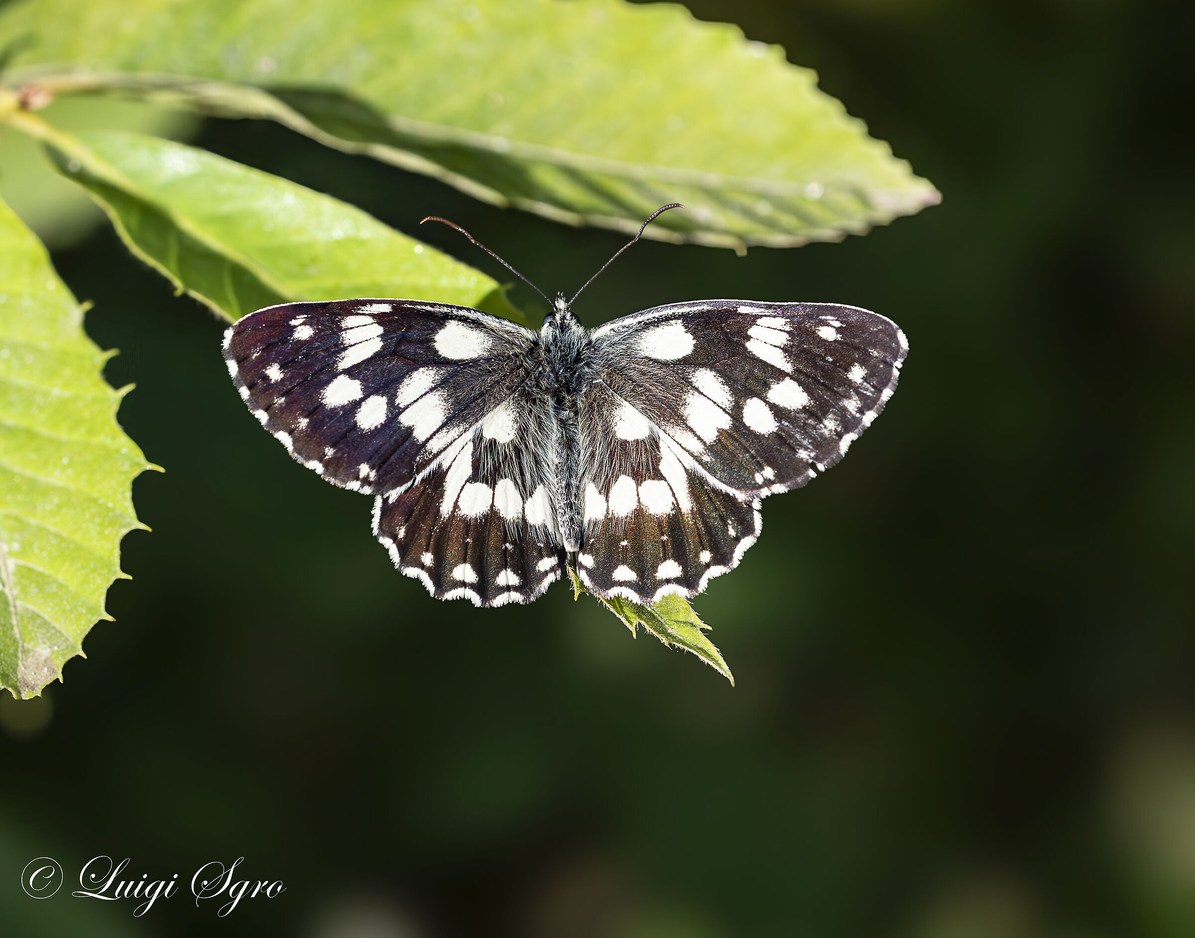 Melanargia galathea