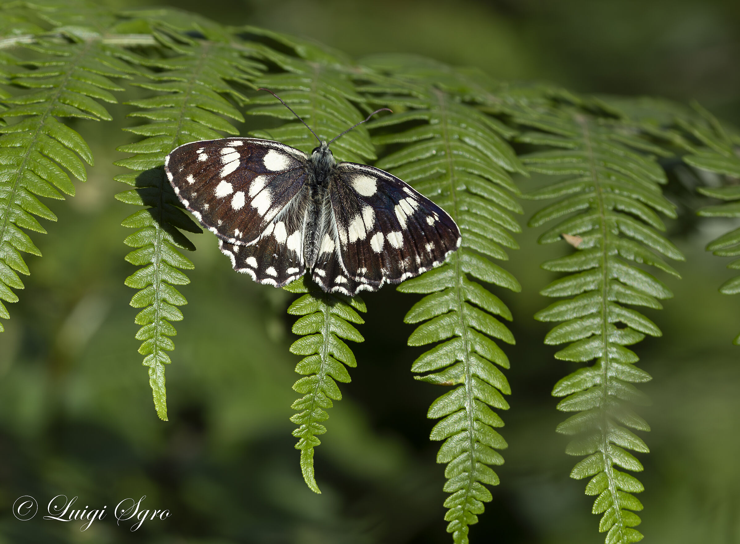 Melanargia galathea 3