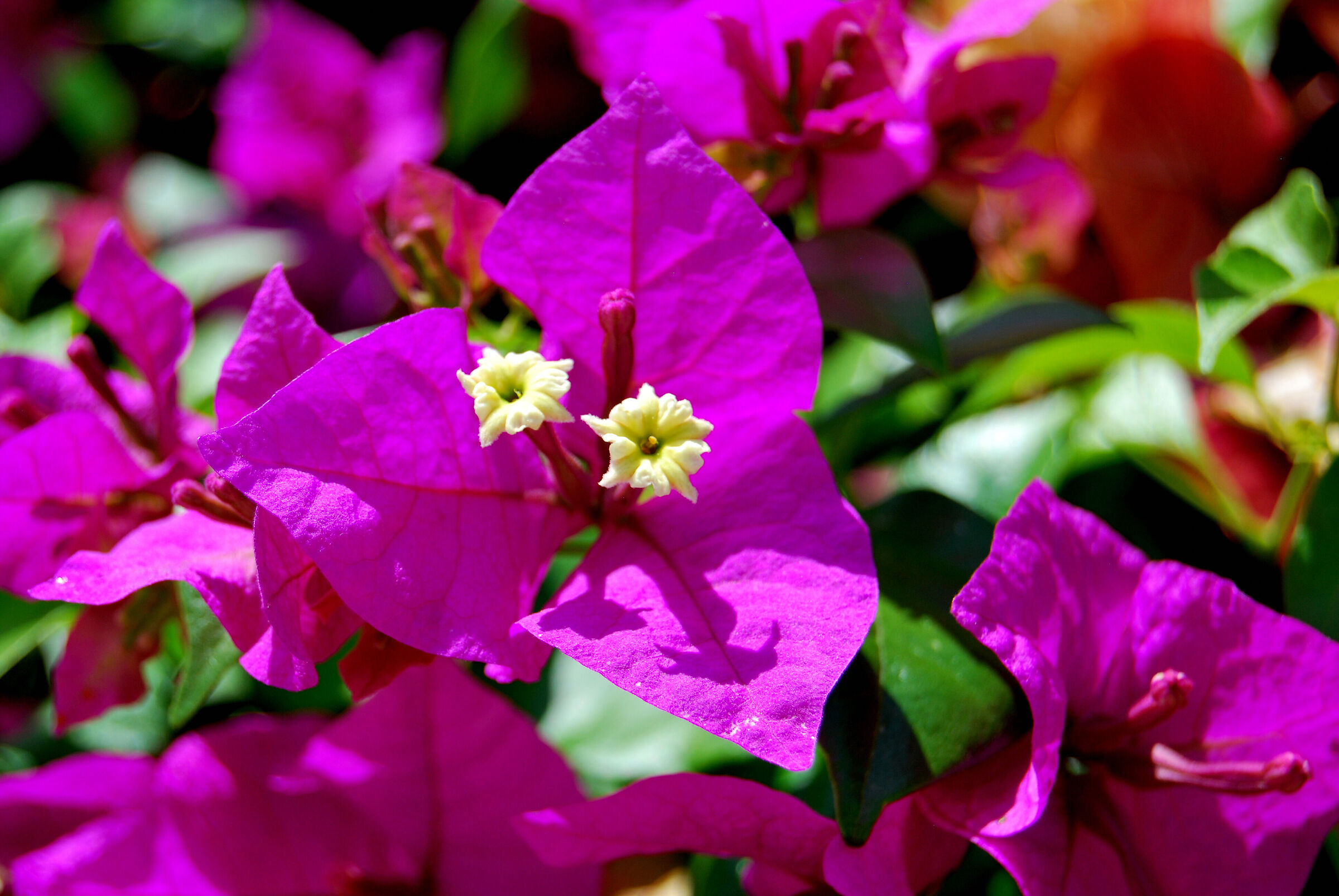 Nikon D60-2 Impressions