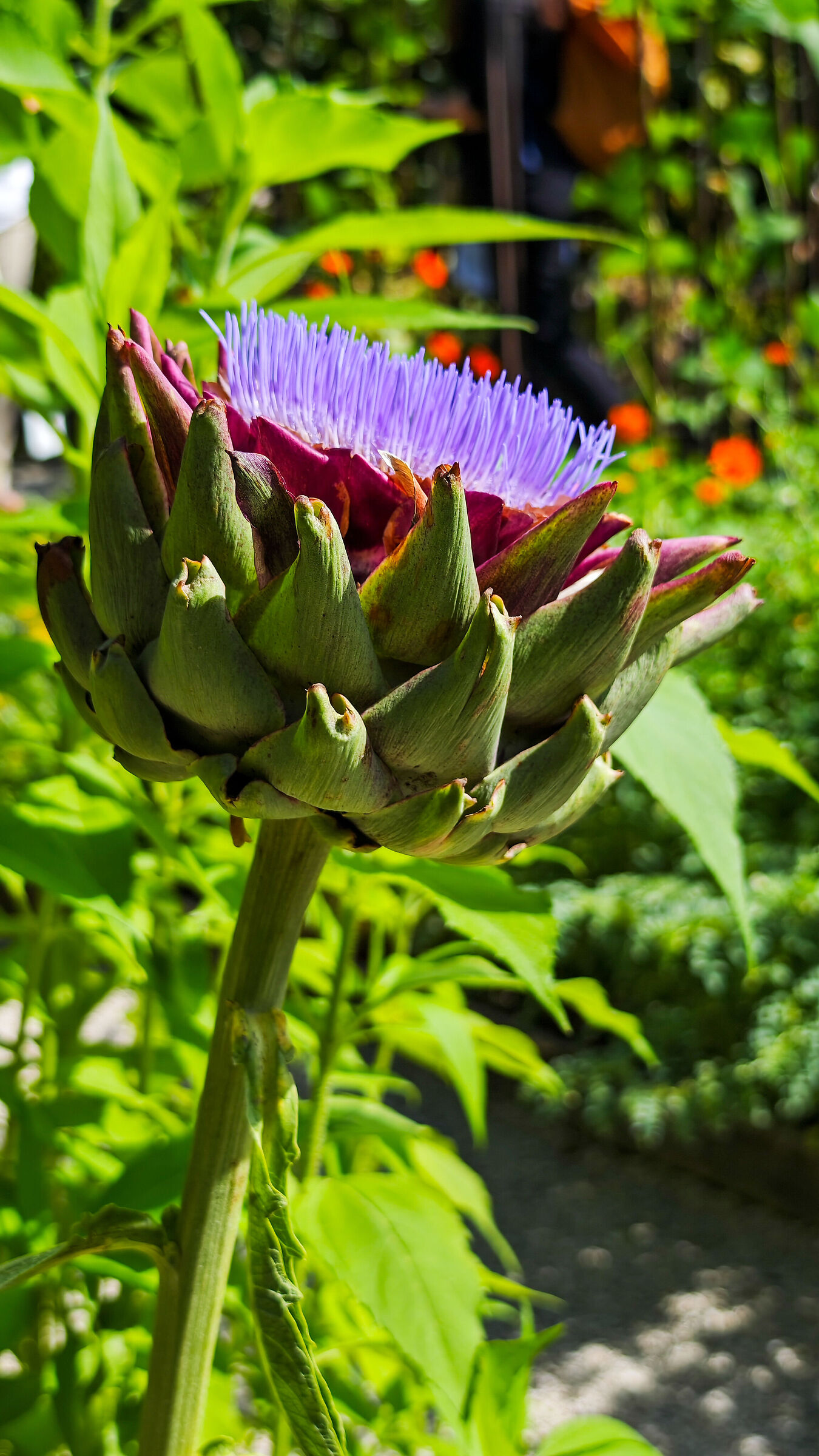 Cynara cardunculus scolymus