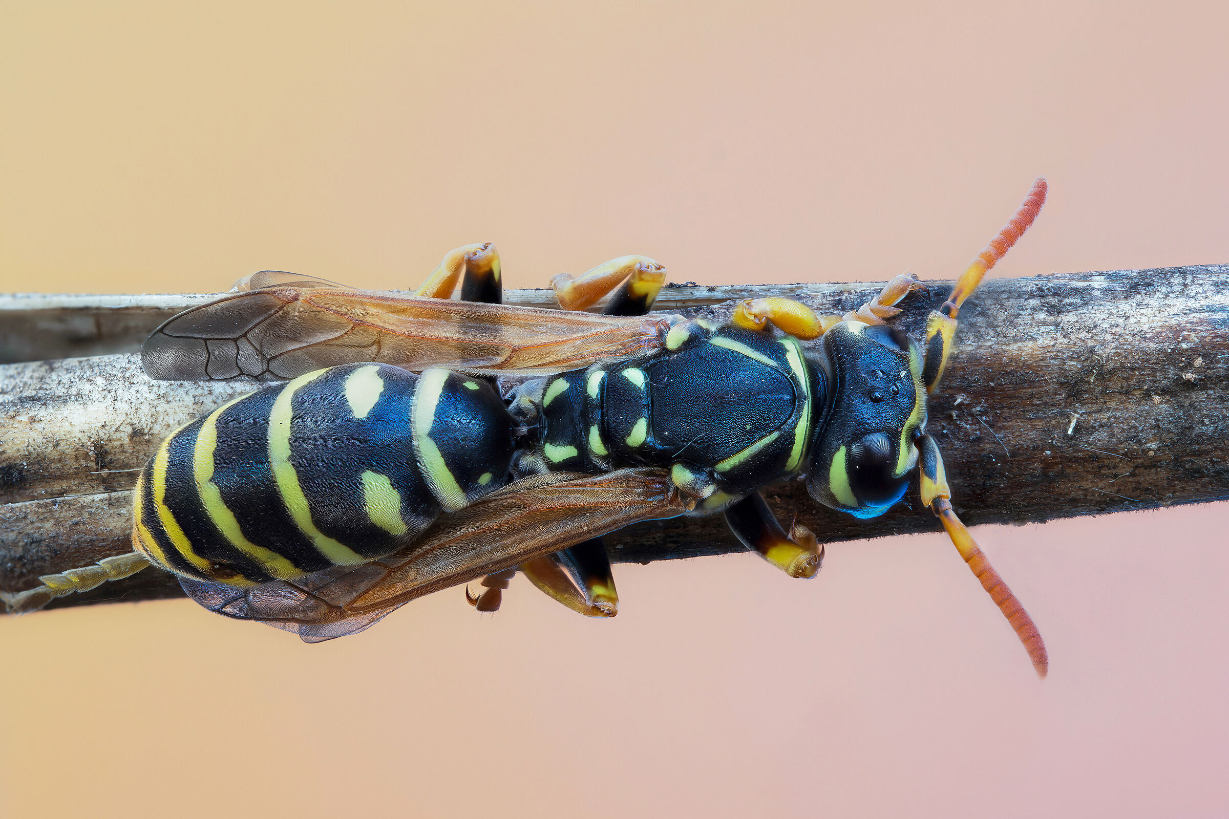 Polistes semenowi