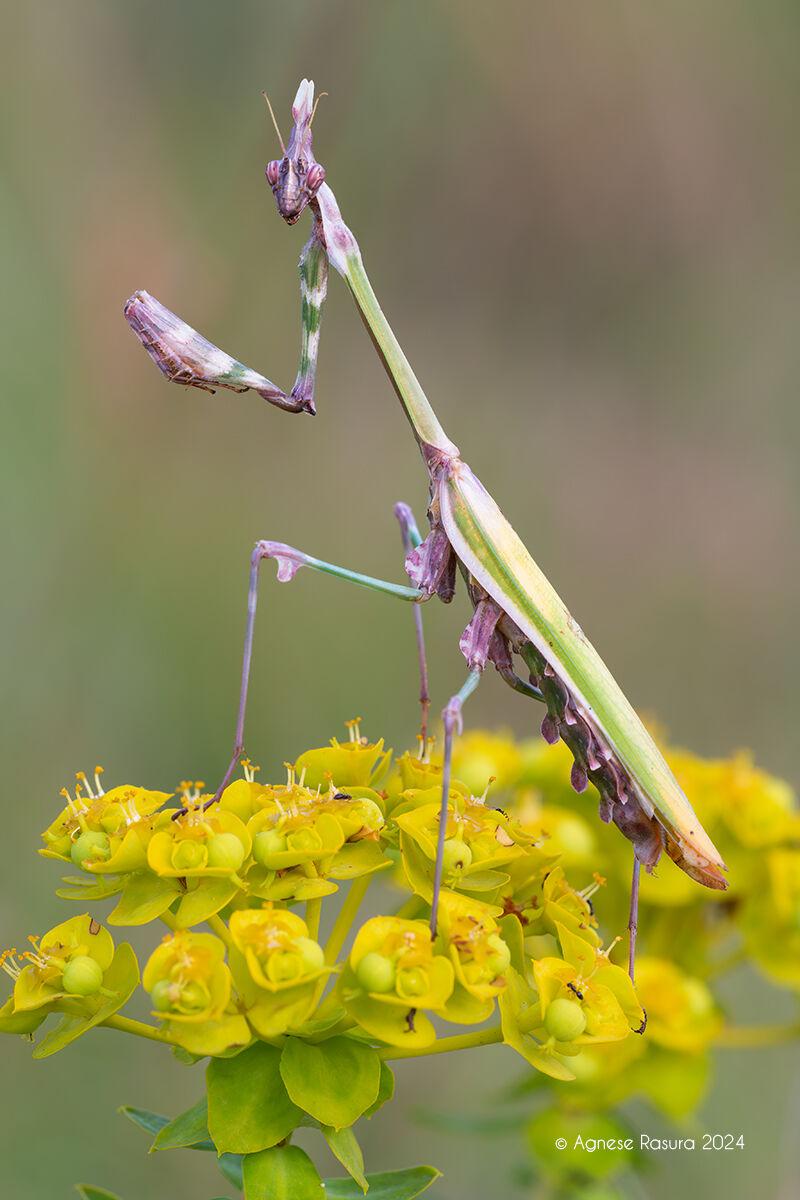 Empusa fasciata