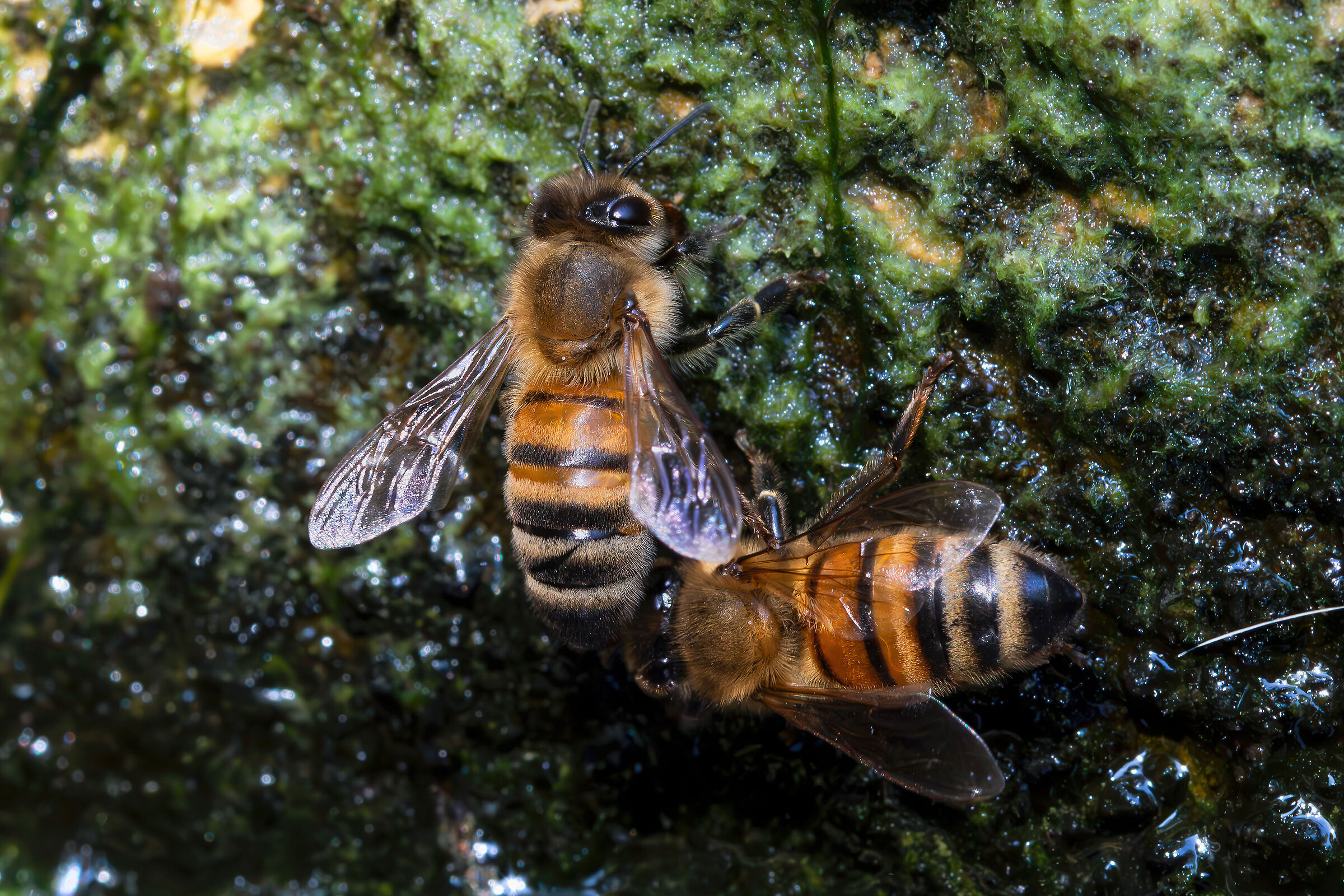 Apis mellifera drinking