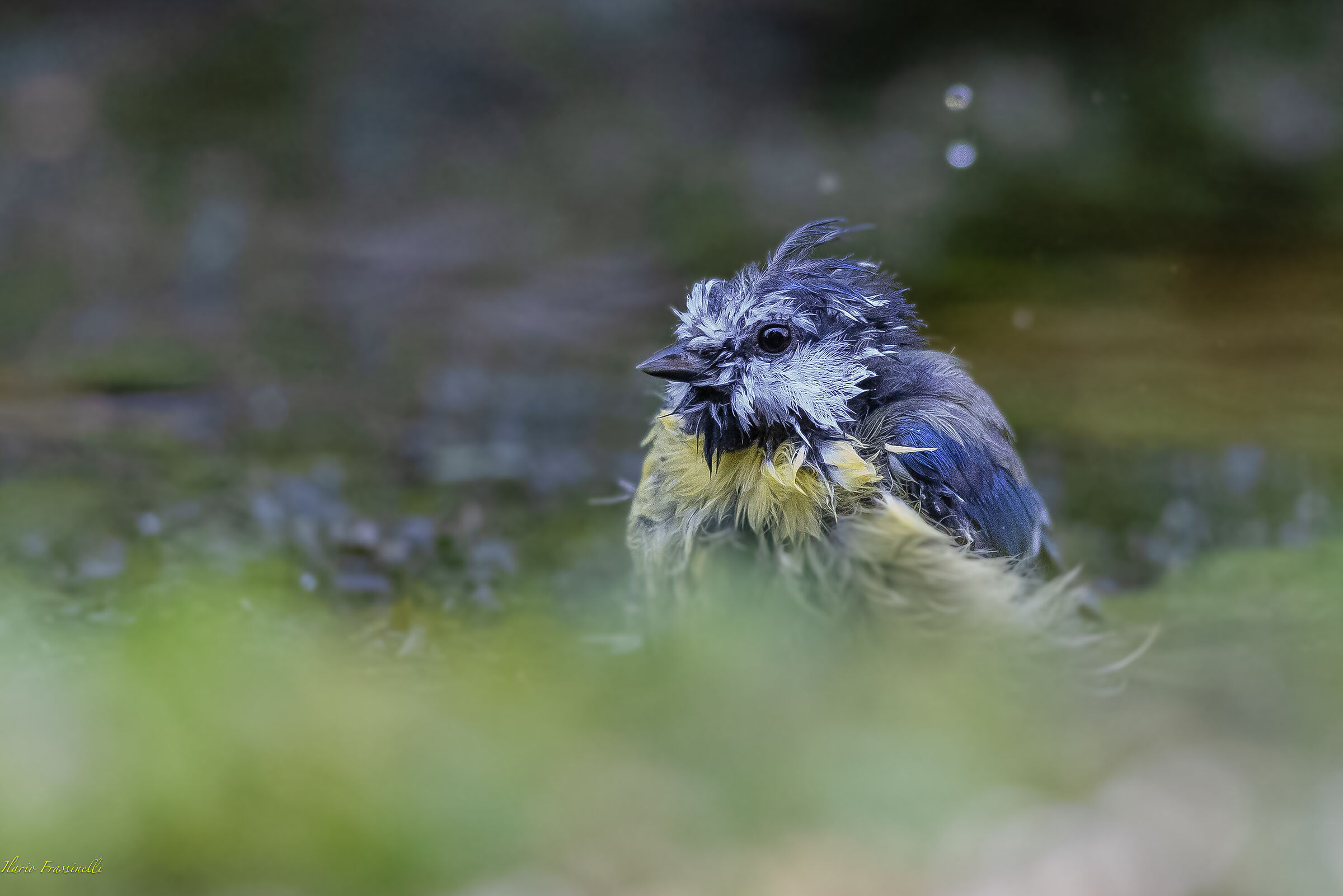 Bagneto della cinciarella