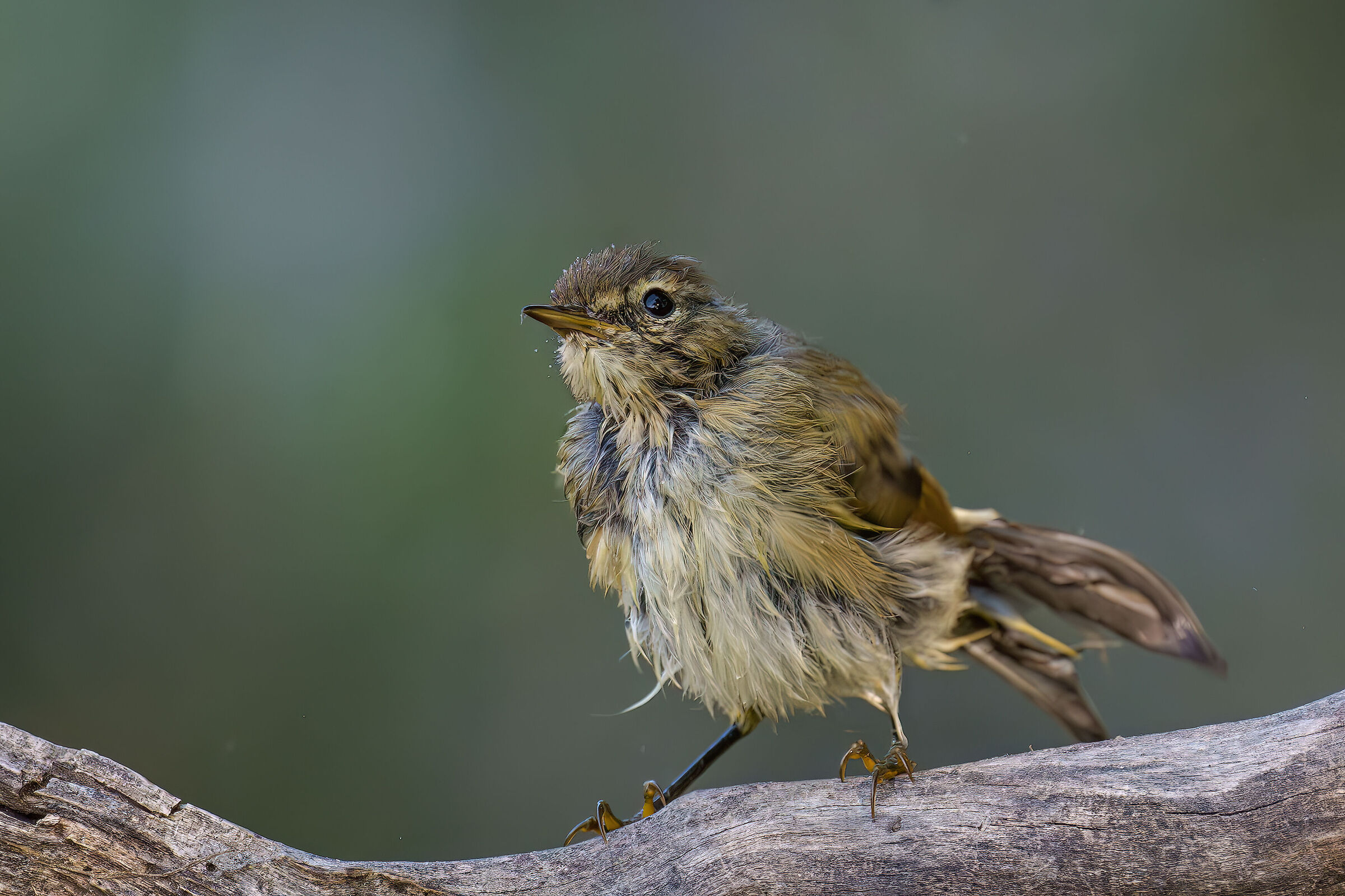 Chiffchaff