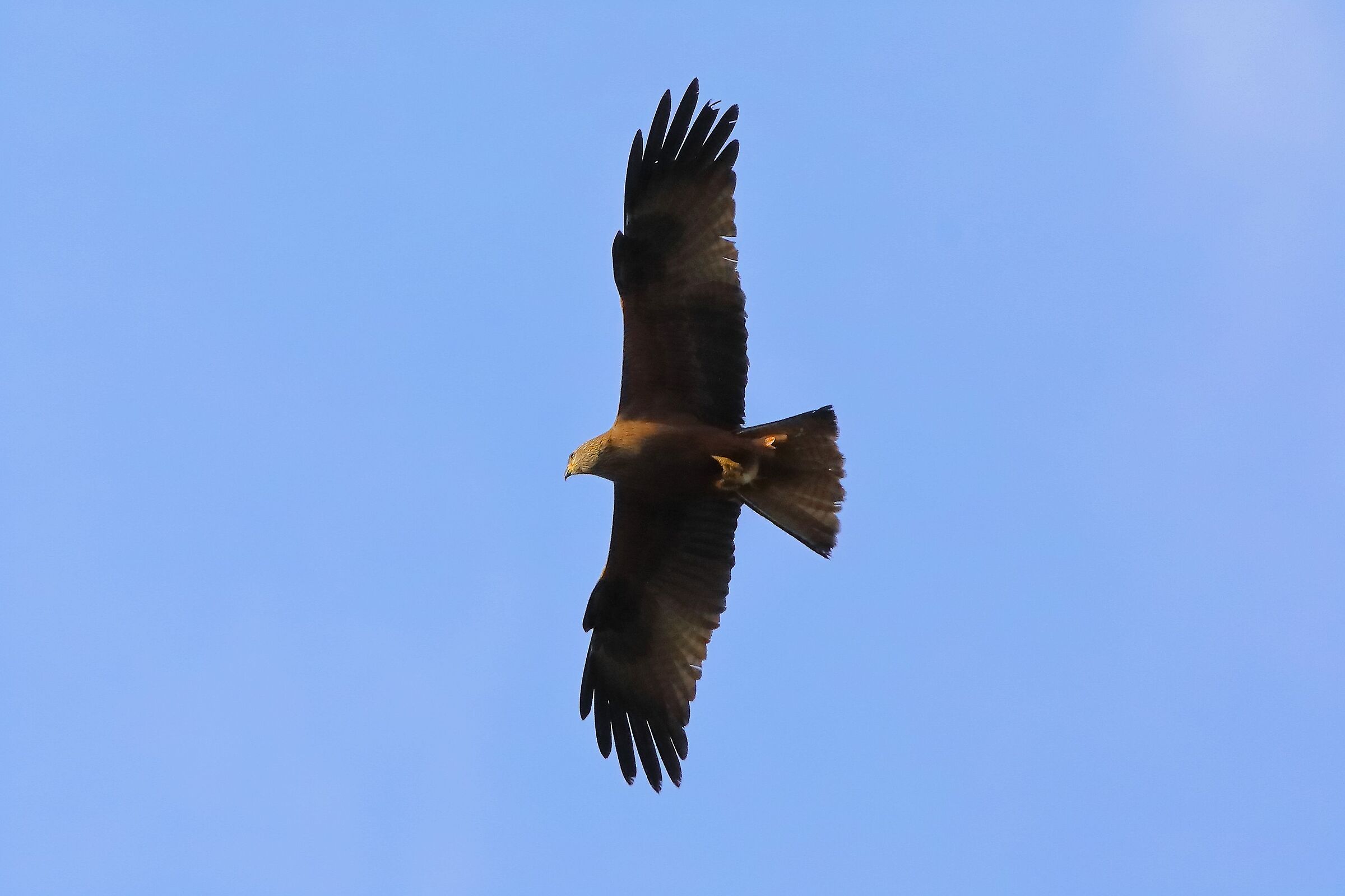 Nibbio bruno 04 aprile 2024 - 0064