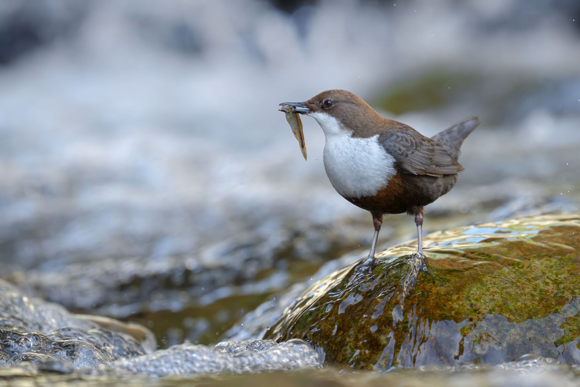 WHITE-THROATED DIPPER