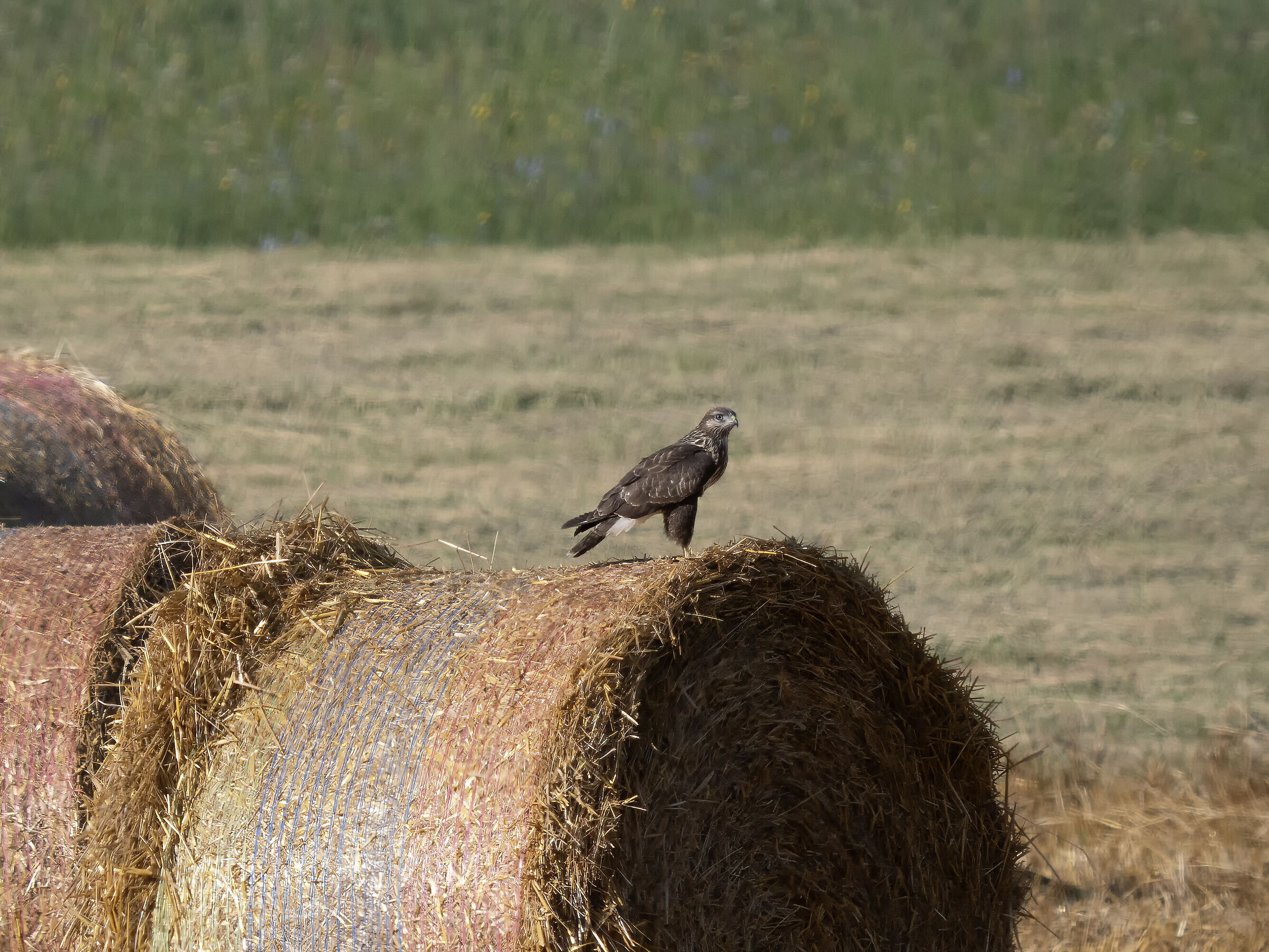Buzzard