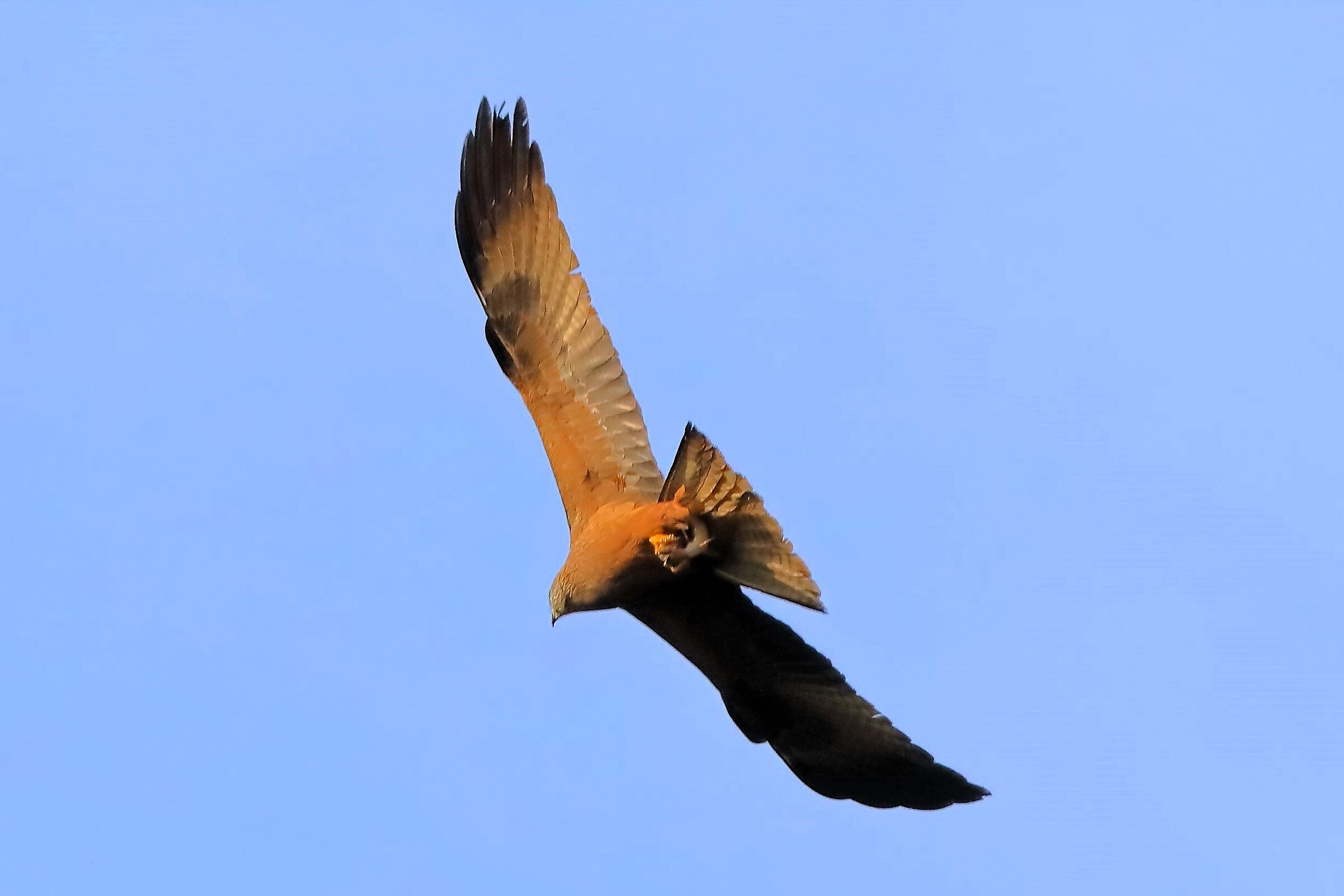 Nibbio bruno 04 aprile 2024 - 0065