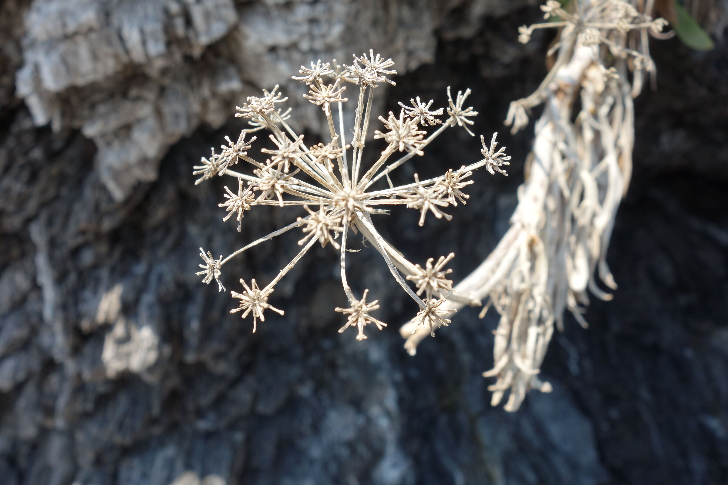 Gray flower in the rock