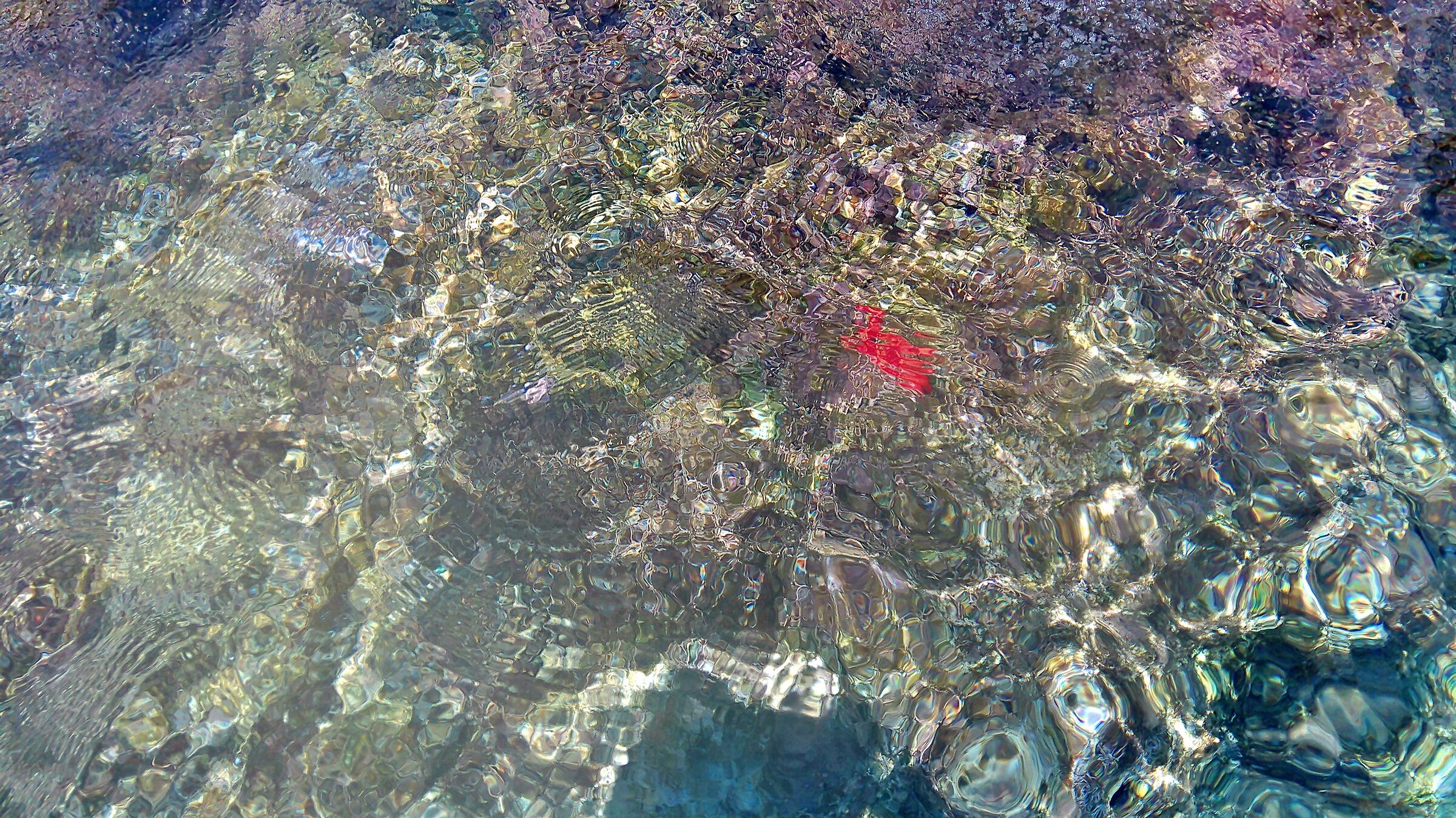 Red starfish and water reflections