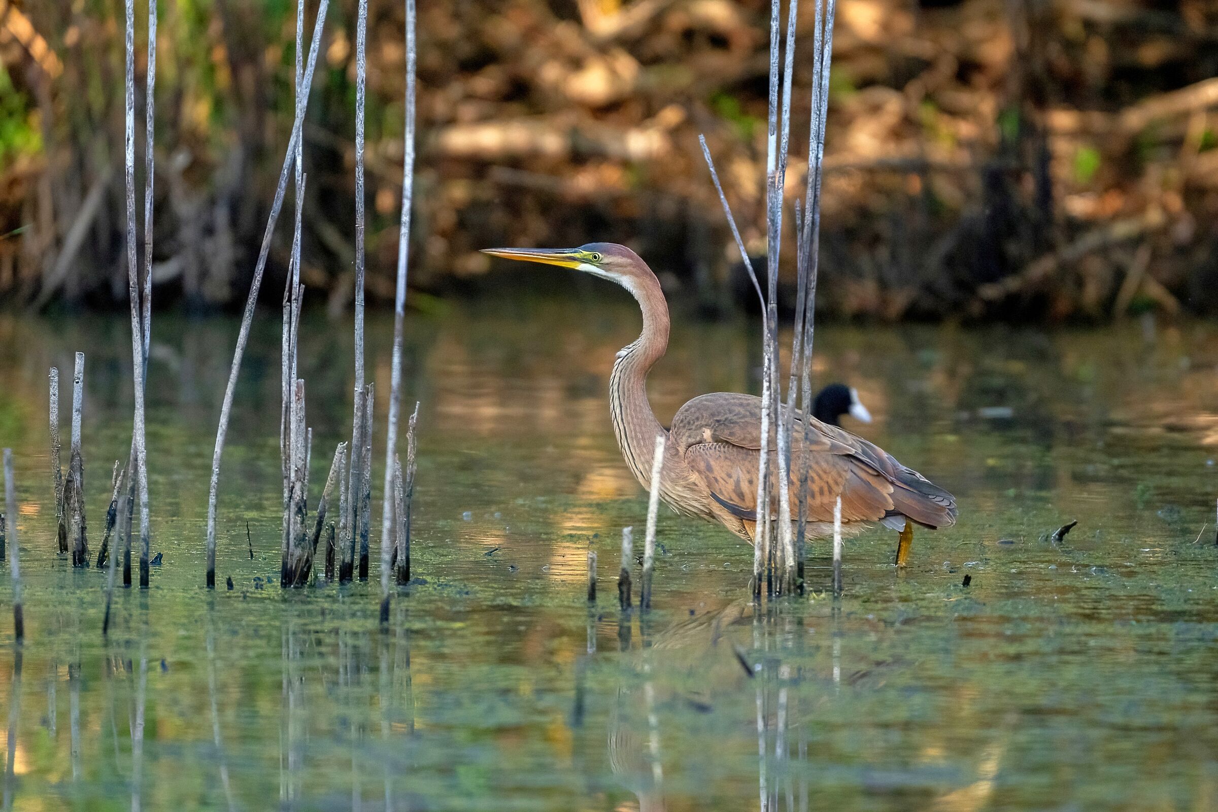 Airone rosso (Ardea purpurea)