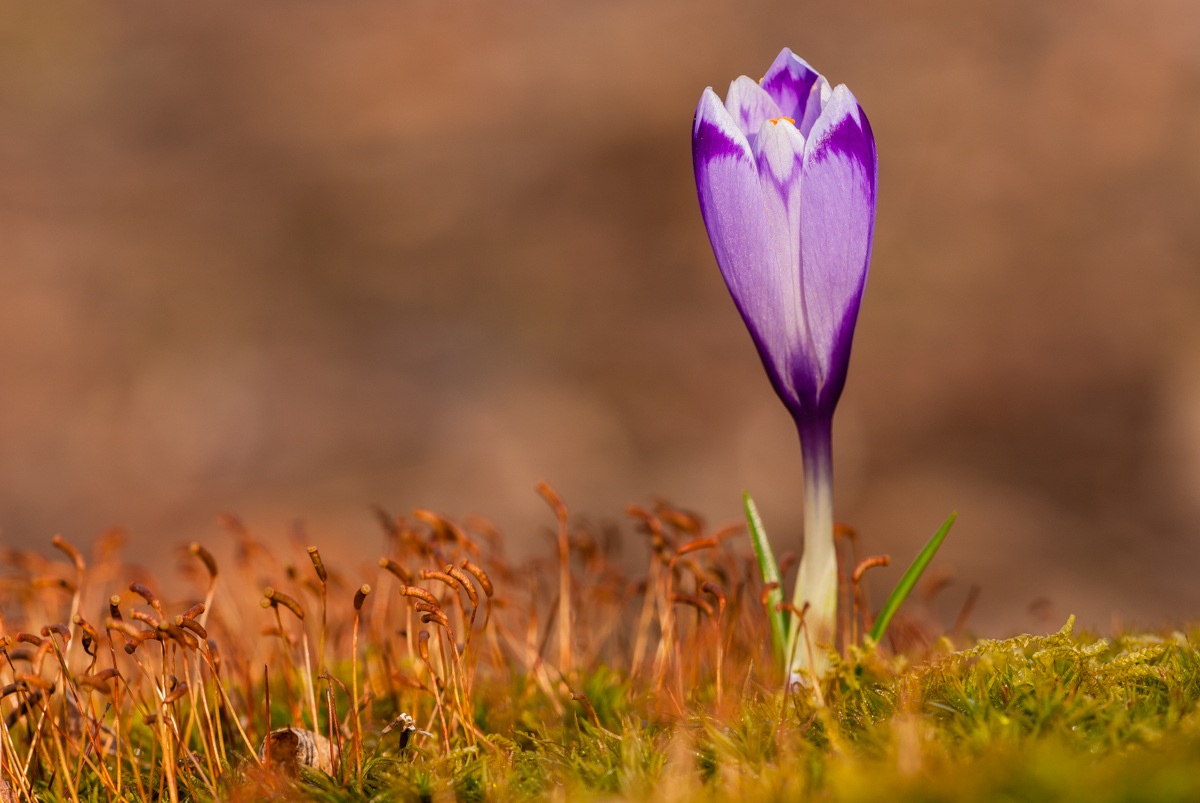 Crocus