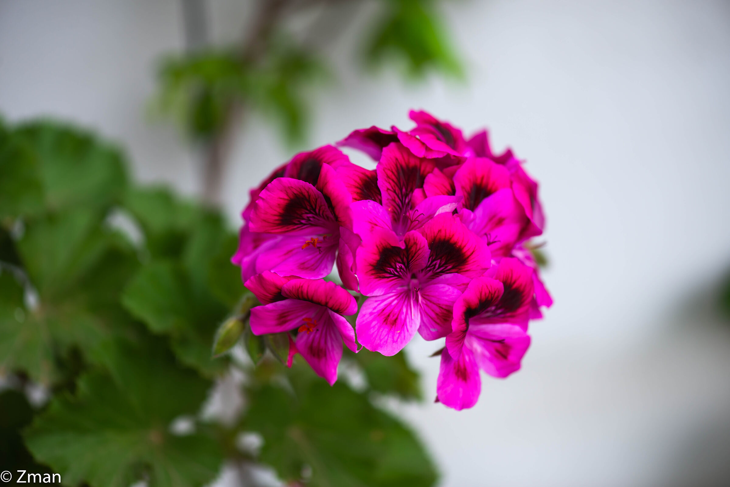 Fiori di geranio zonali