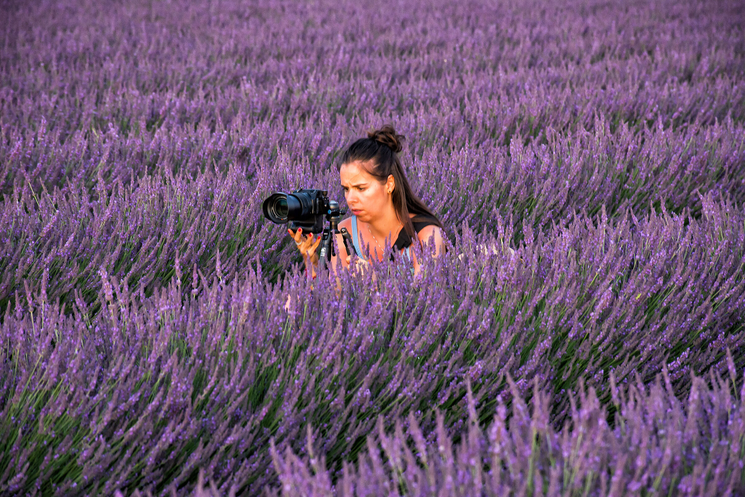 La fotografa della lavanda