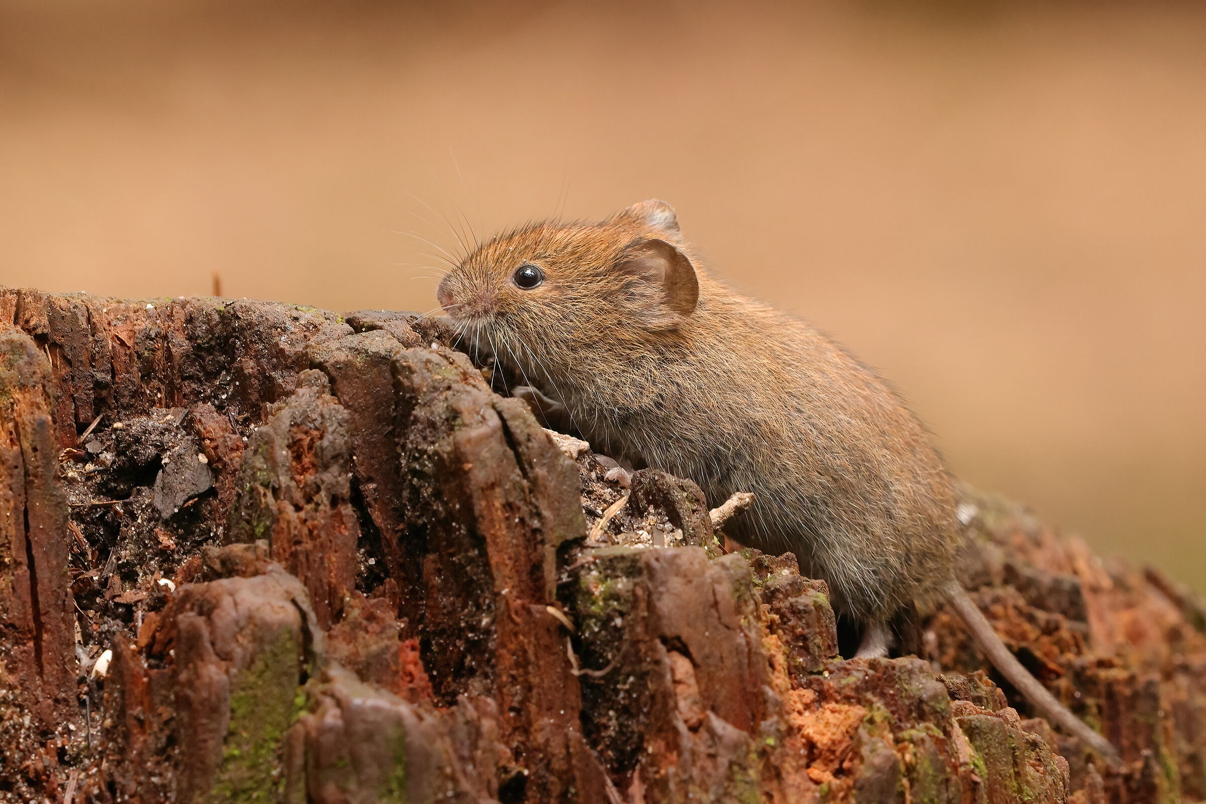 Reddish vole
