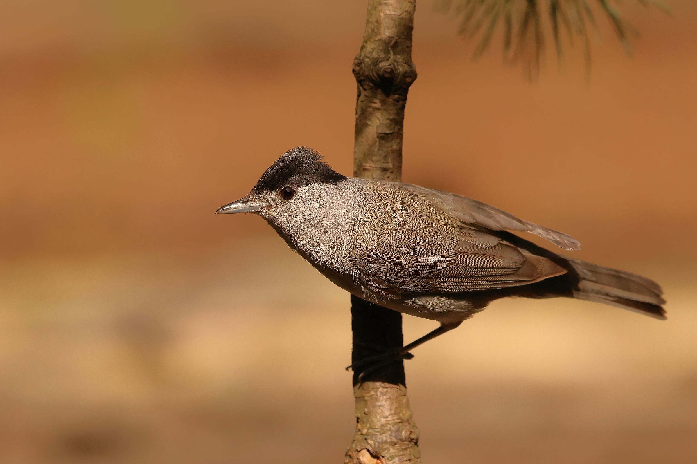Blackcap