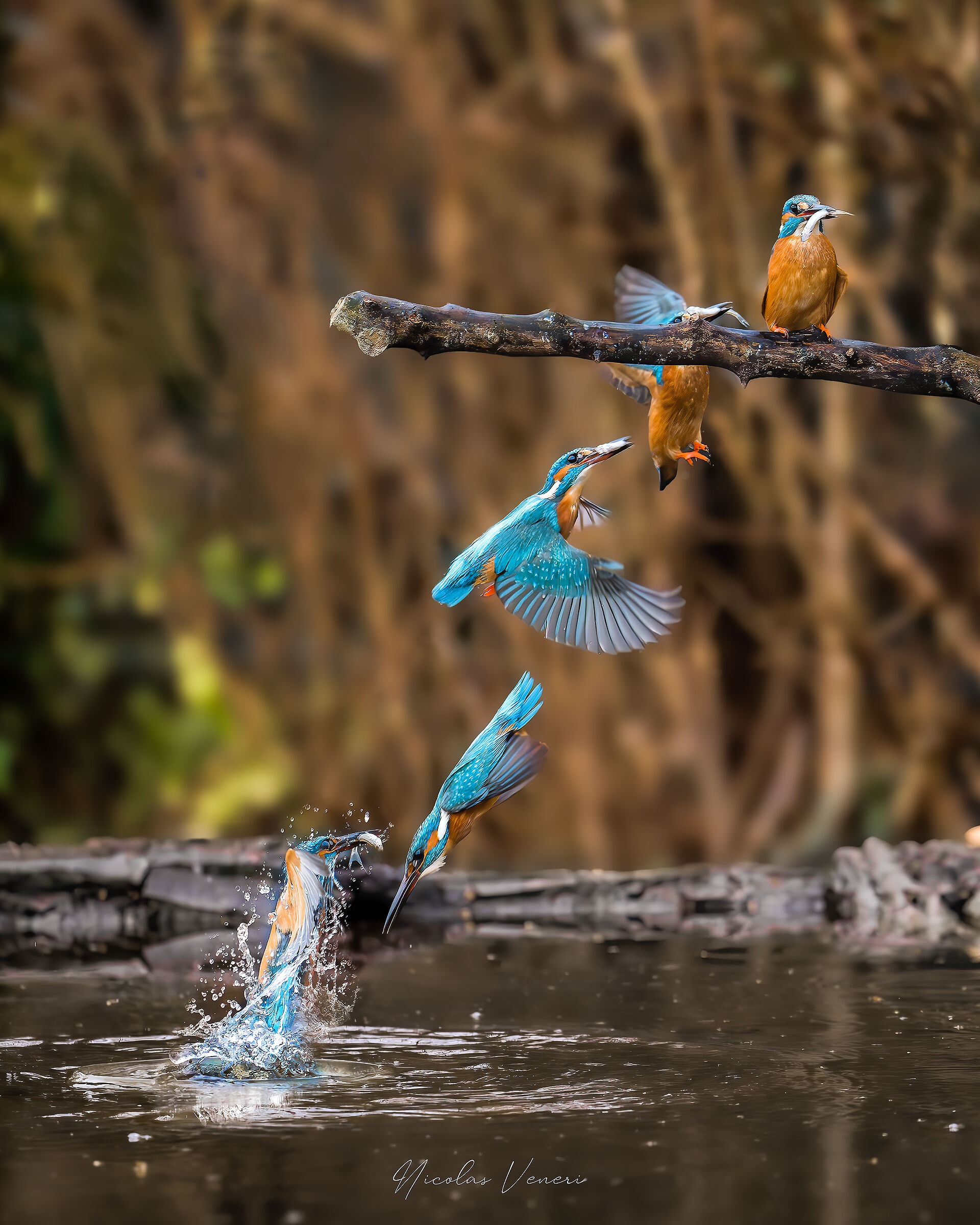 Kingfisher in action