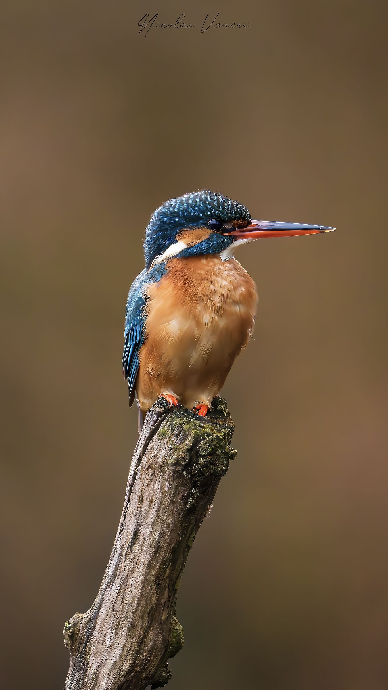 Kingfisher relaxing