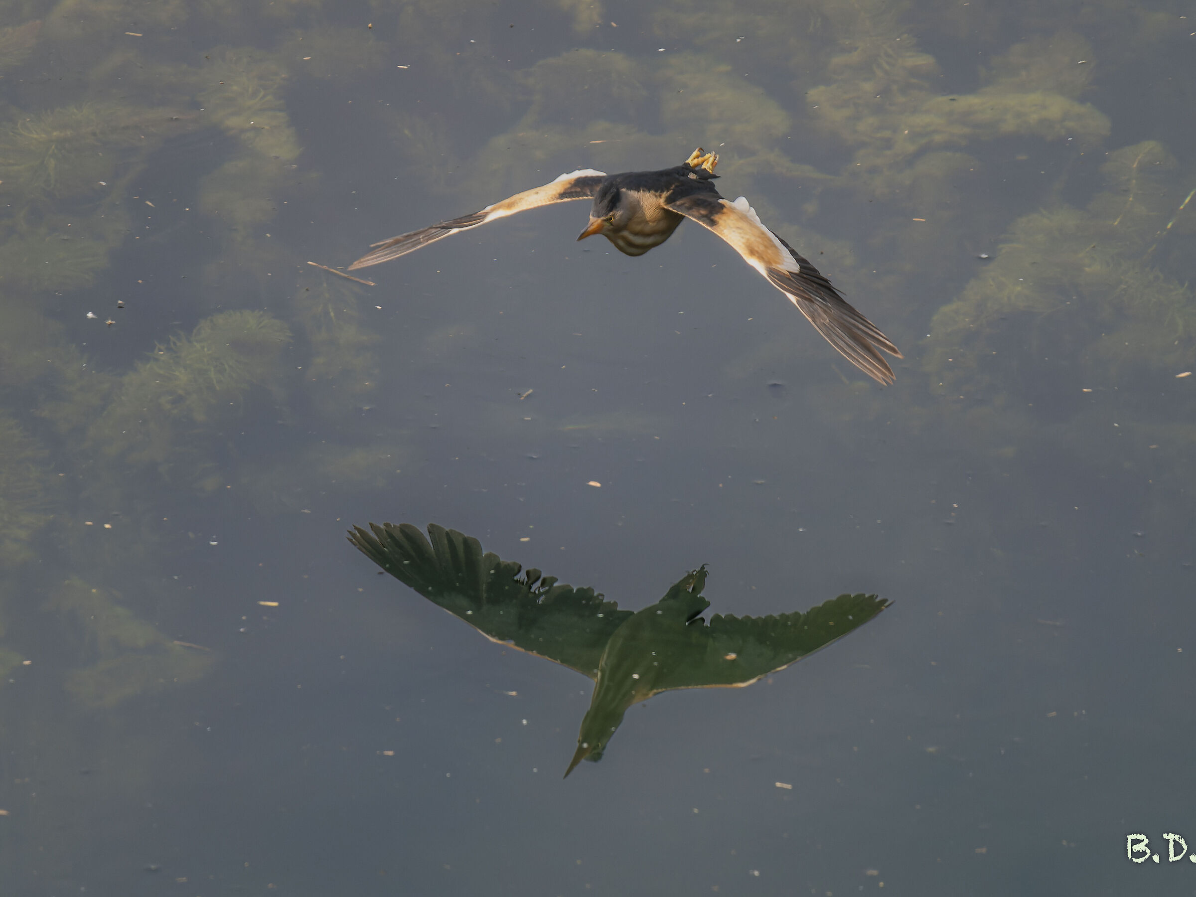 Little bittern