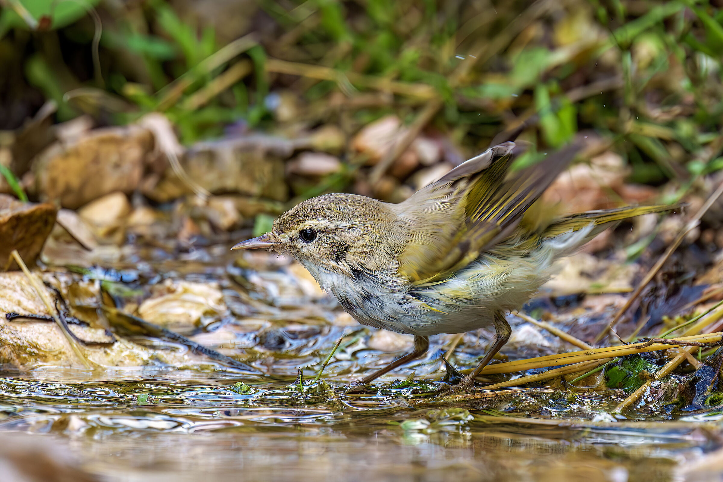 White Warbler