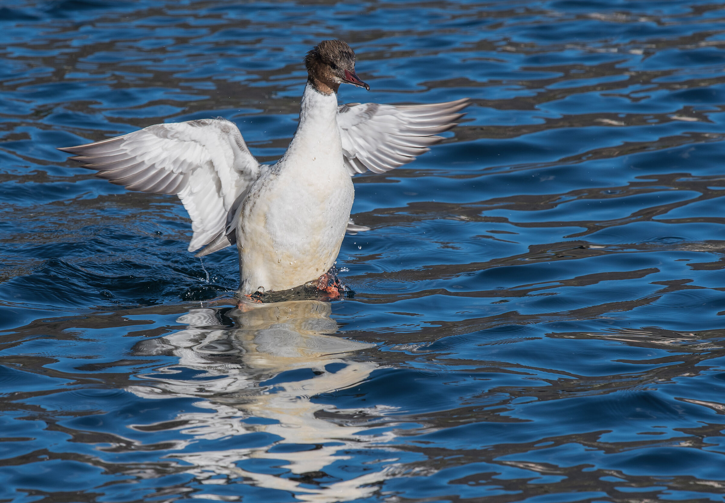 Great Merganser