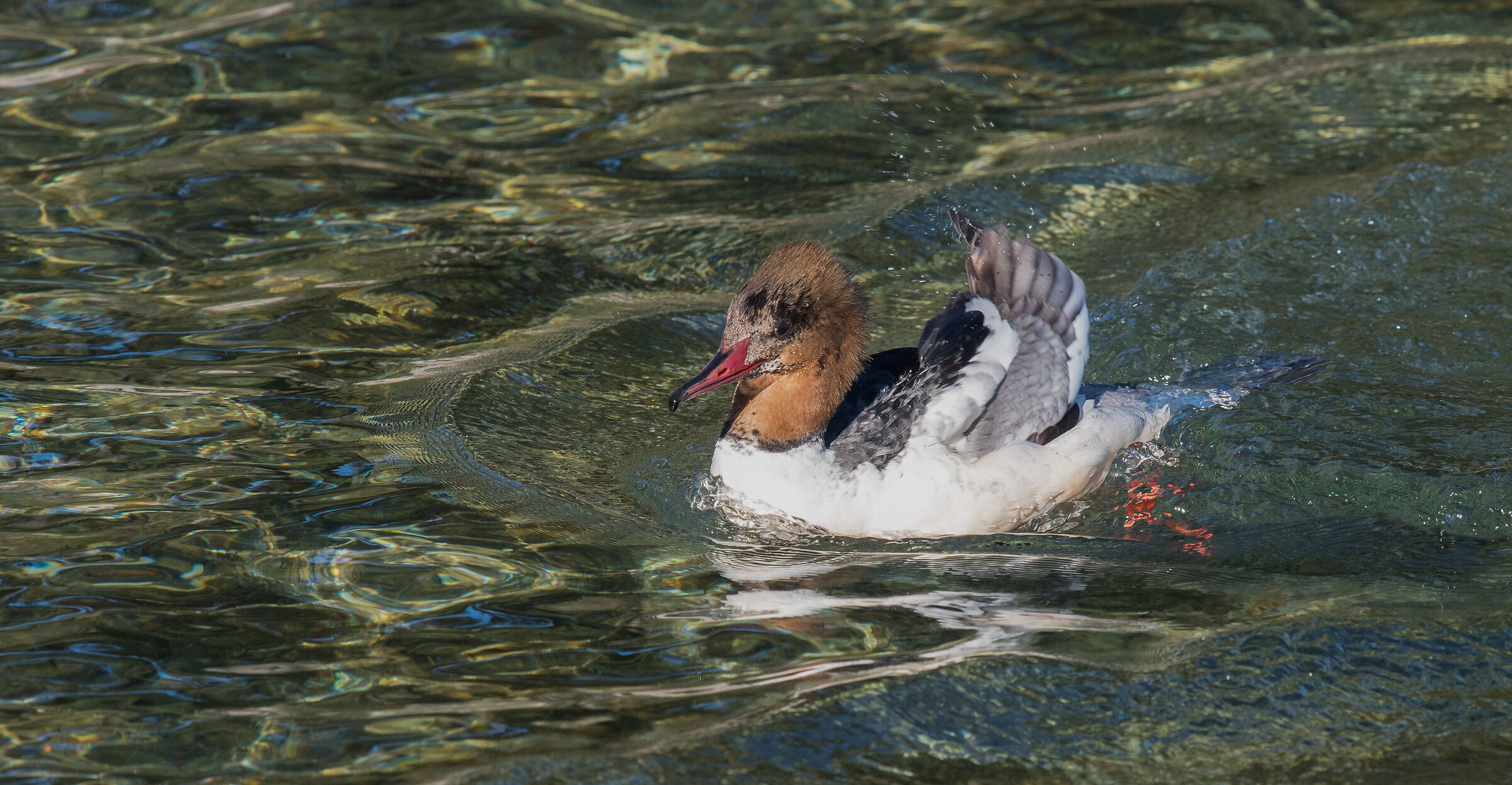 Great Merganser