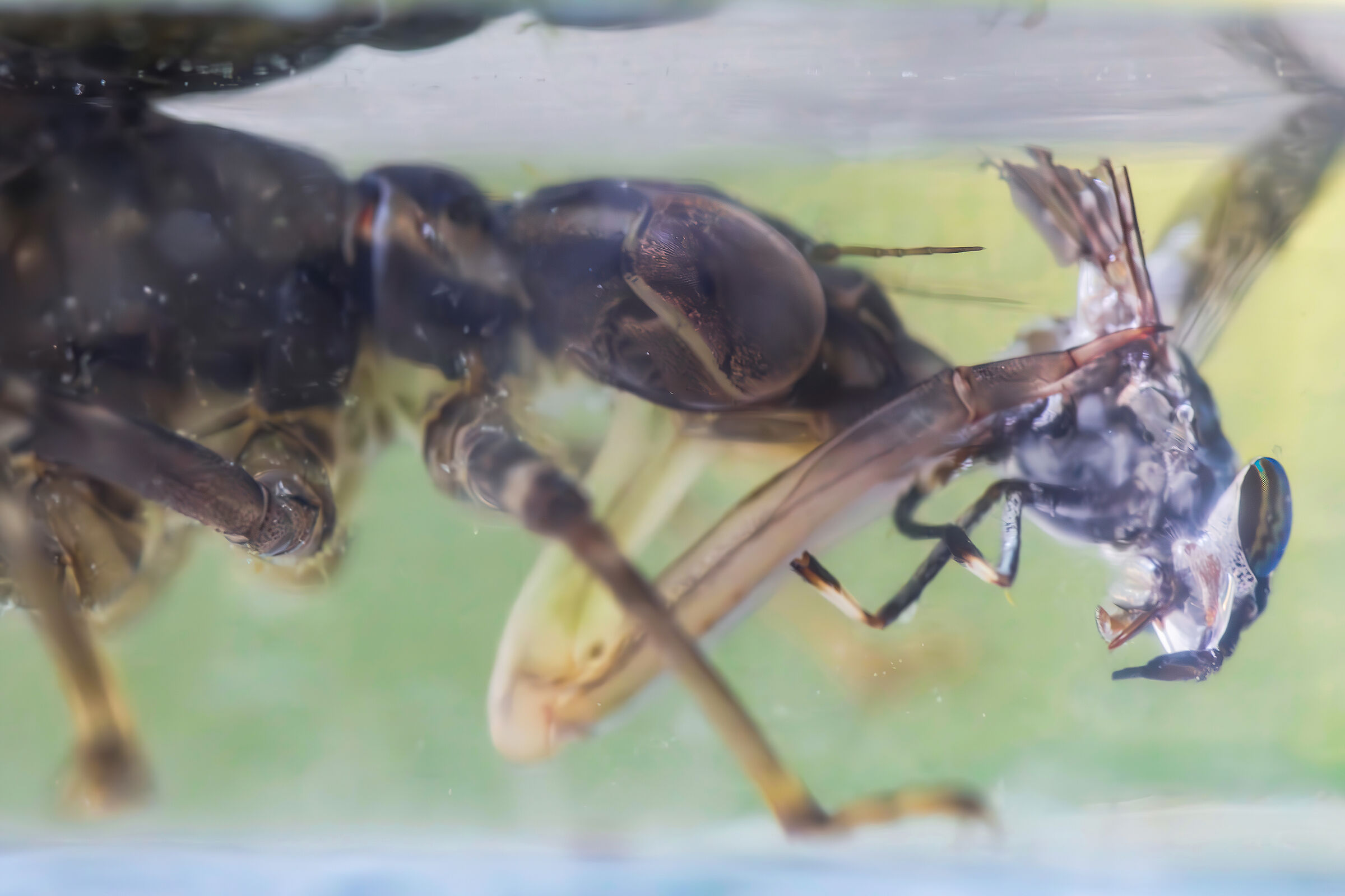 That good gadfly taste as my grandmother used to cook it