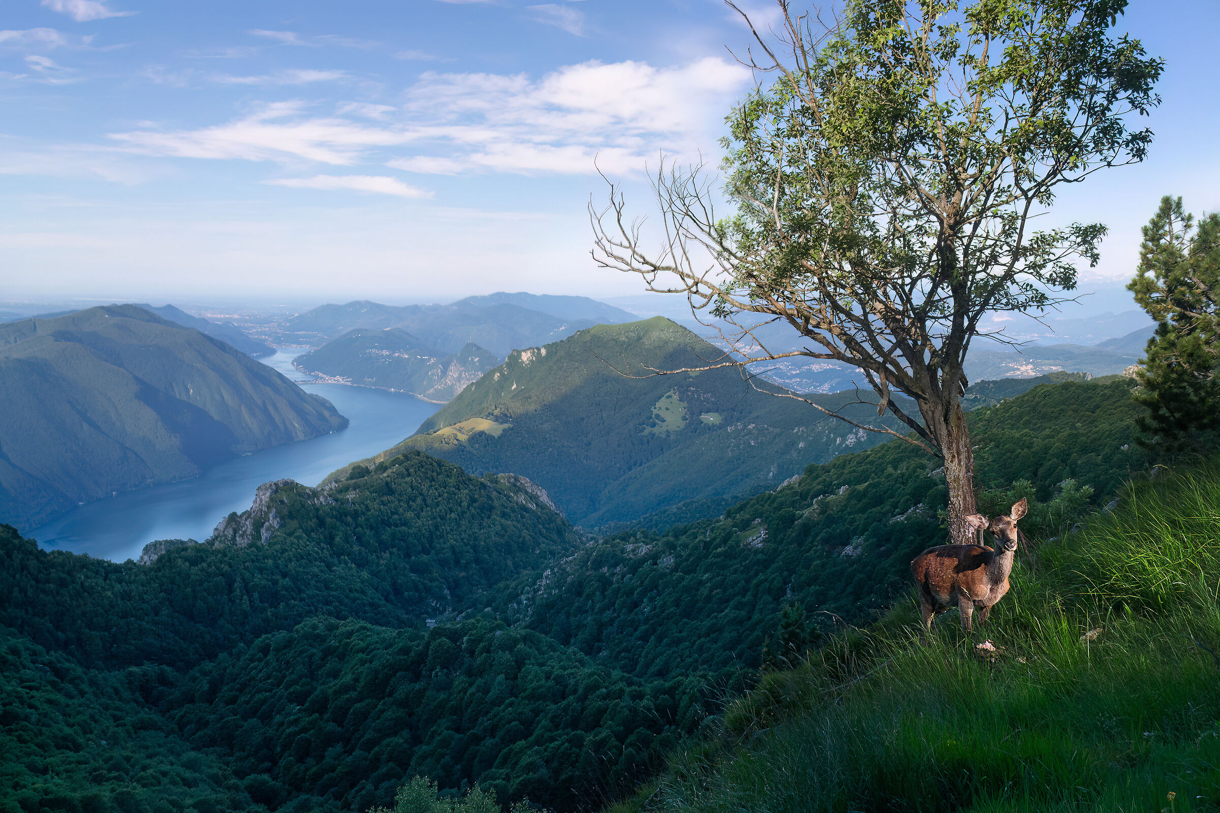 The doe and the lake