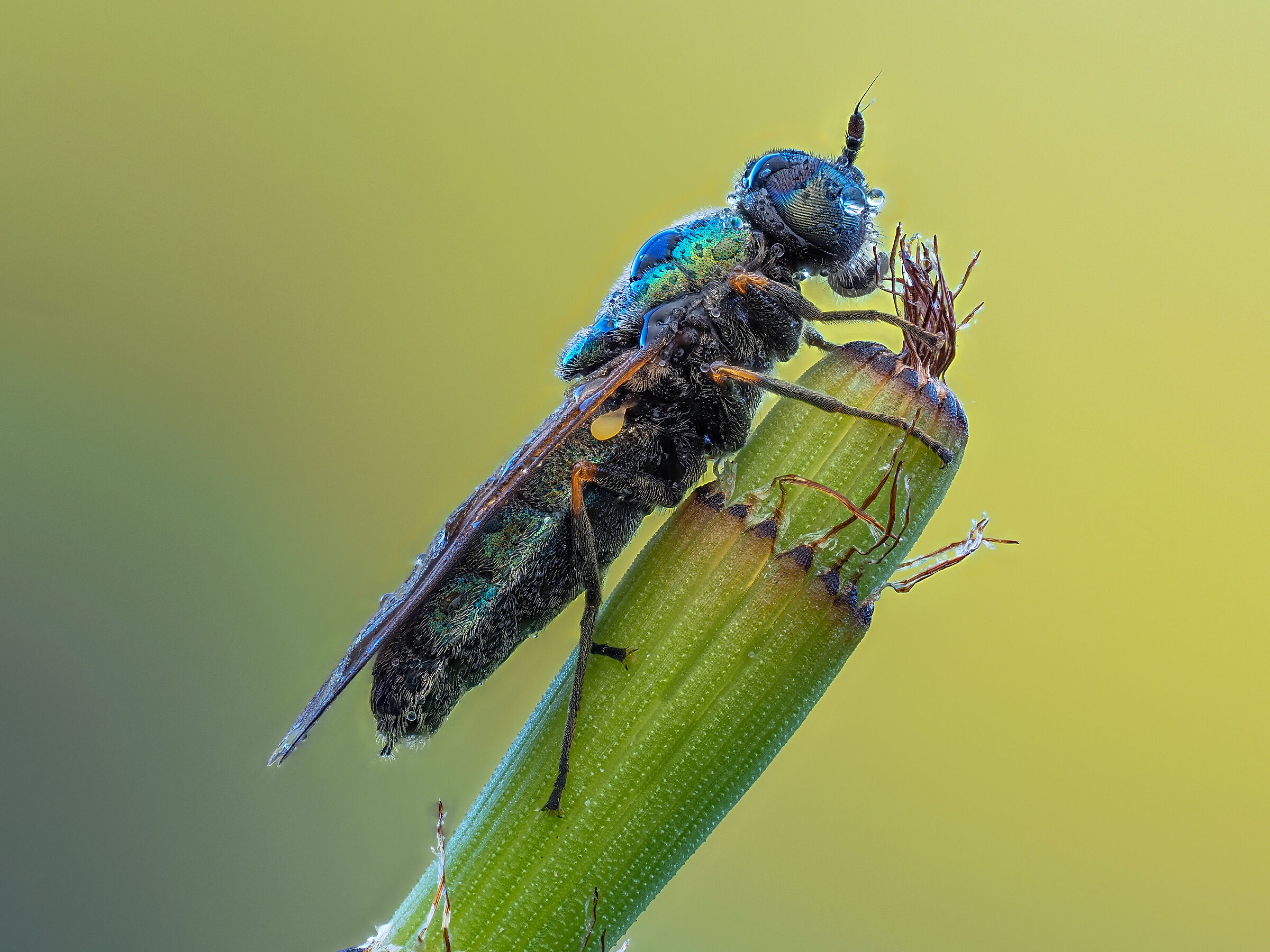 Chloromia sp. z o.o.