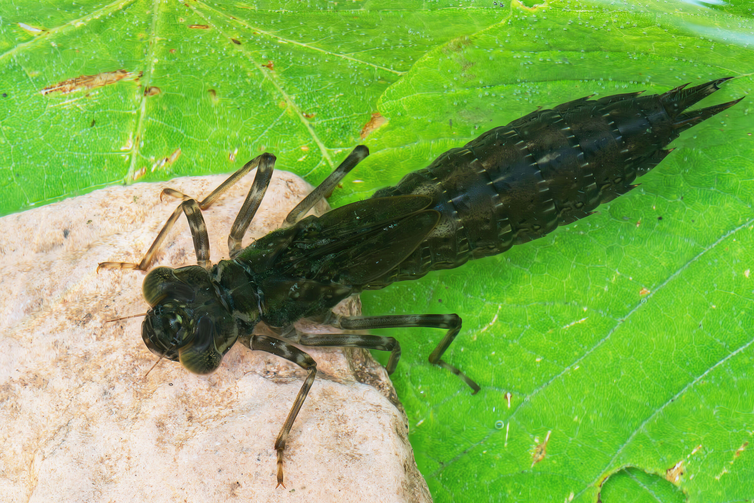Larva of Aeshna cyanea