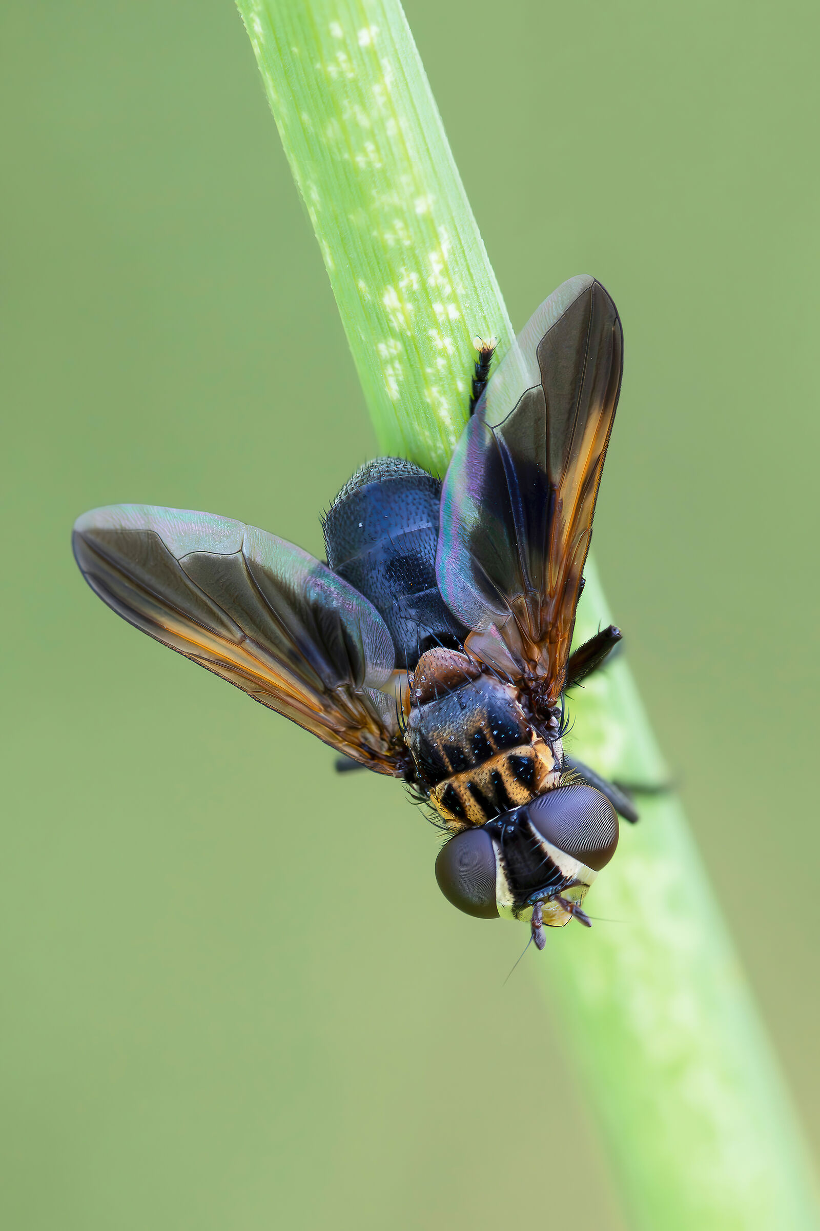Trichopoda pictipennis
