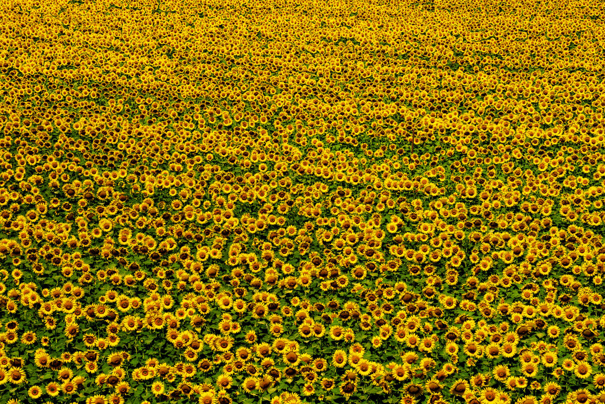 A yellow sea.