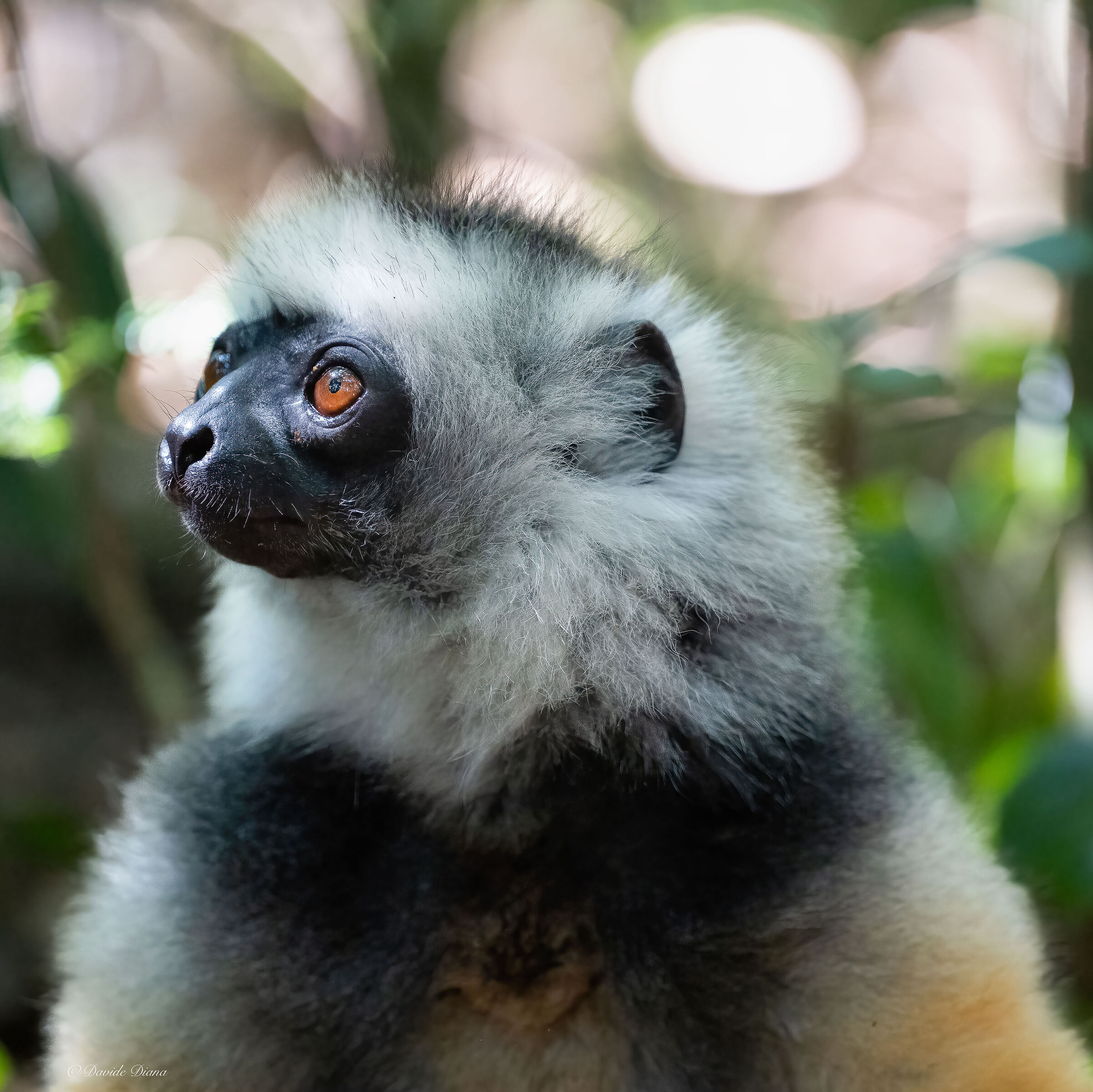 Madagascar