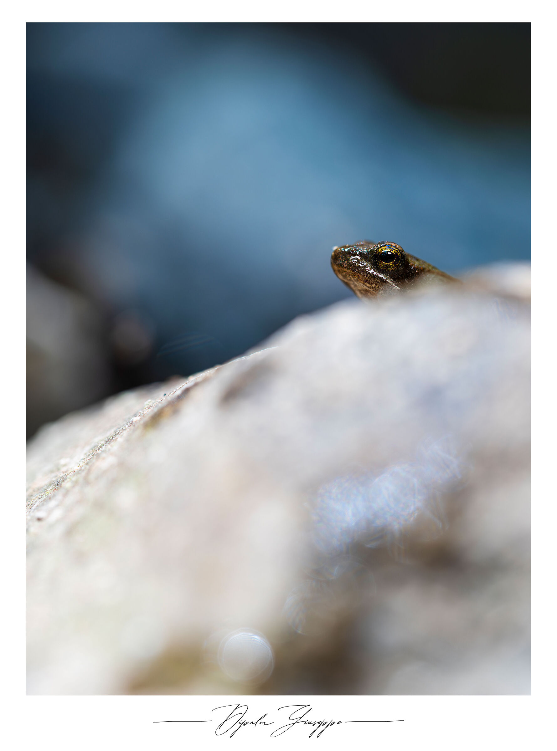 Italian frog 3