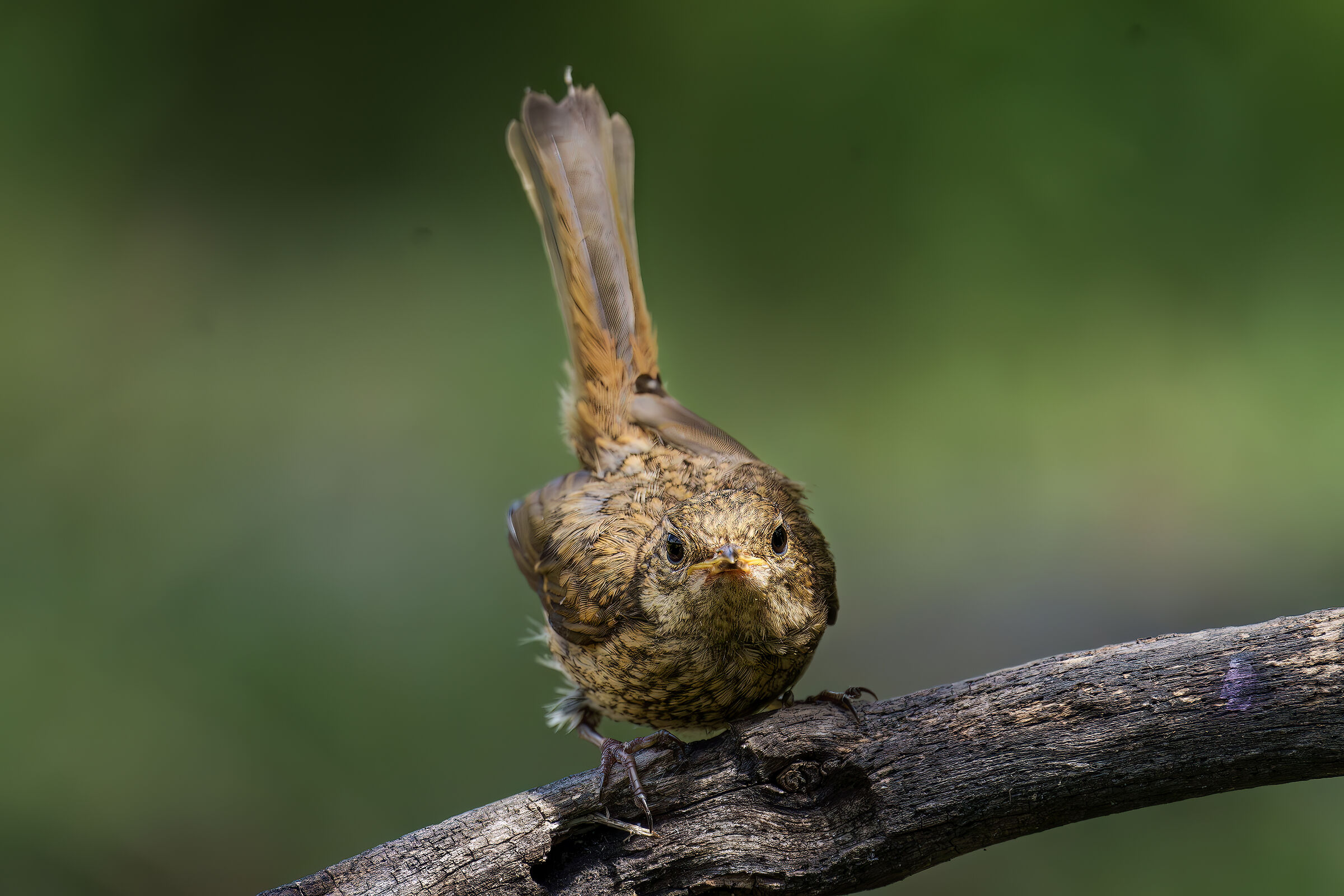 Young Robin