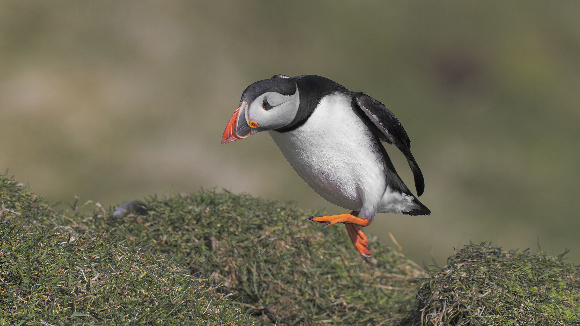Puffin, Isola di Mykines