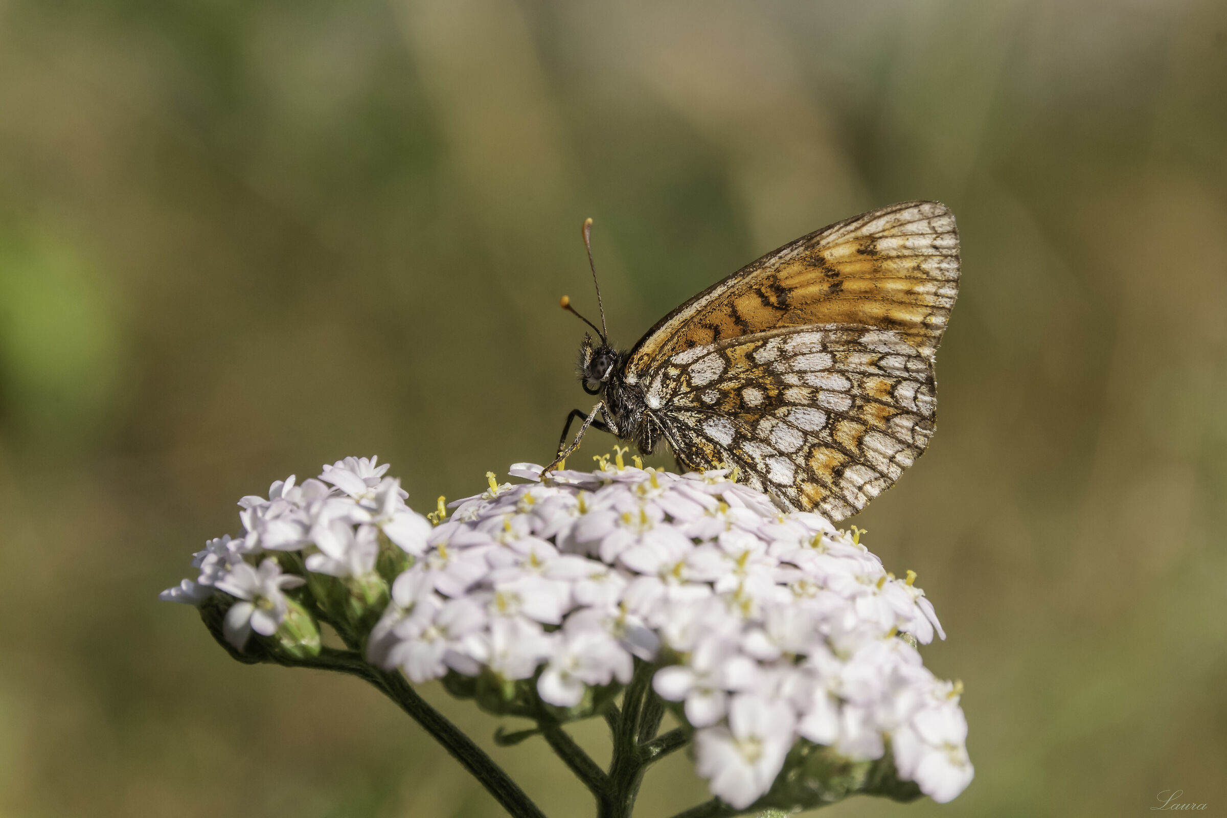 Melitaea