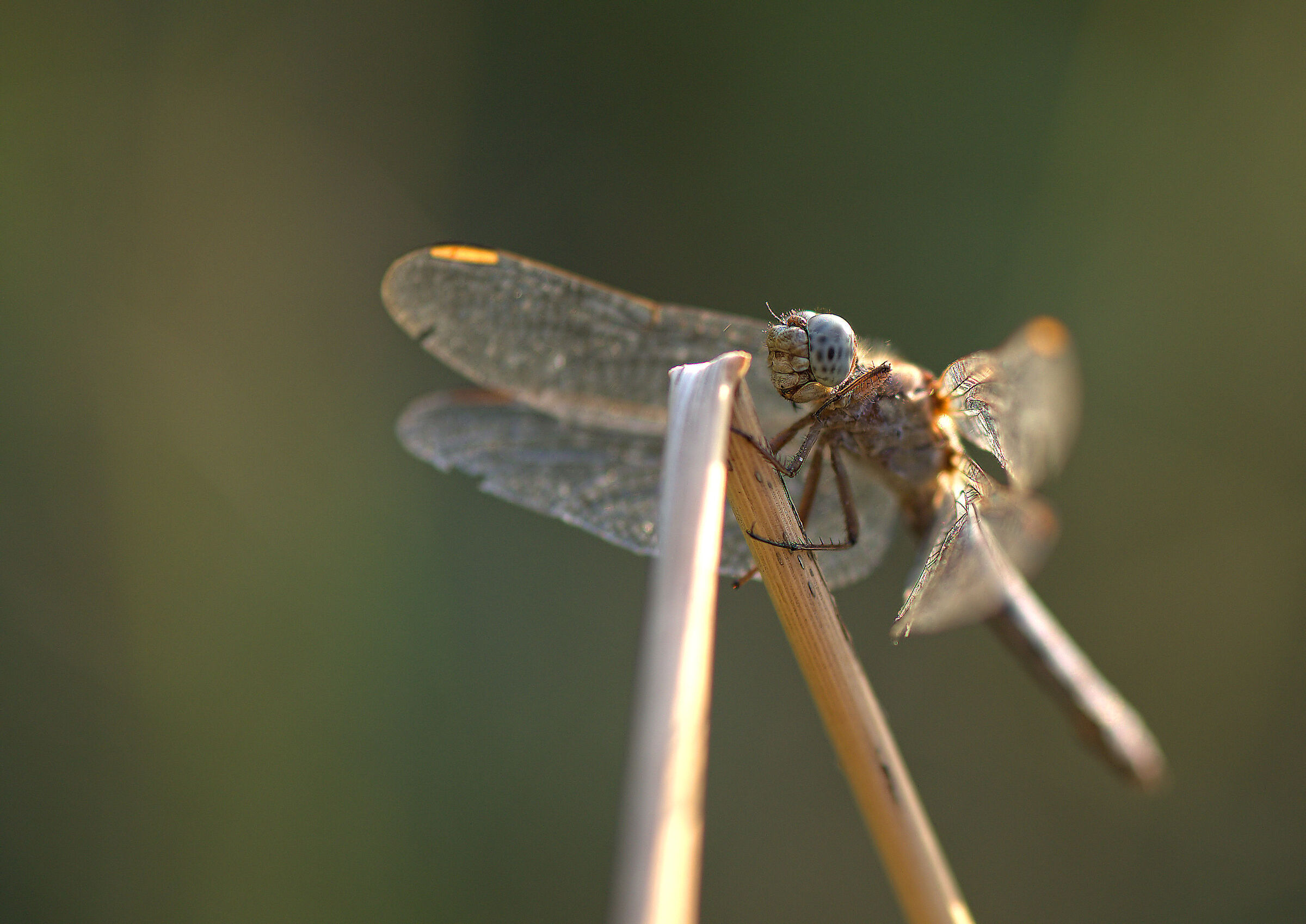 Libellula