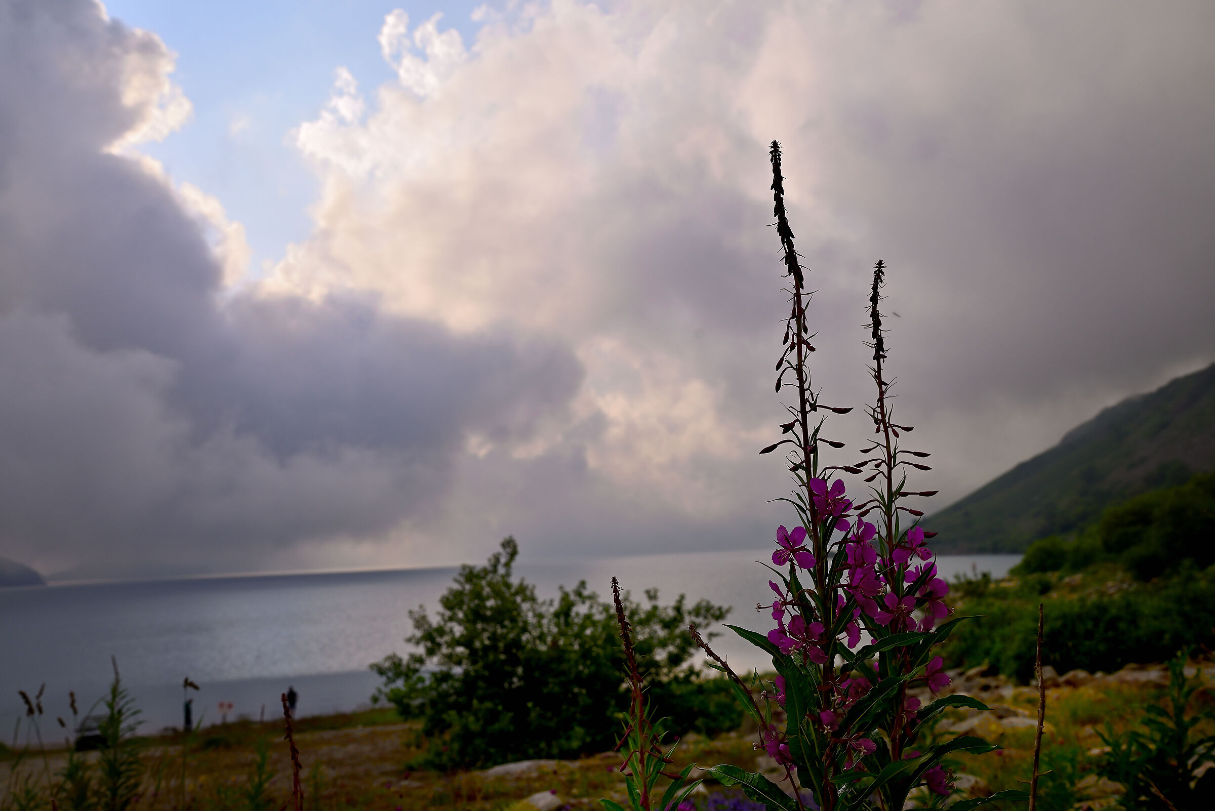 Mountain flower by the lake