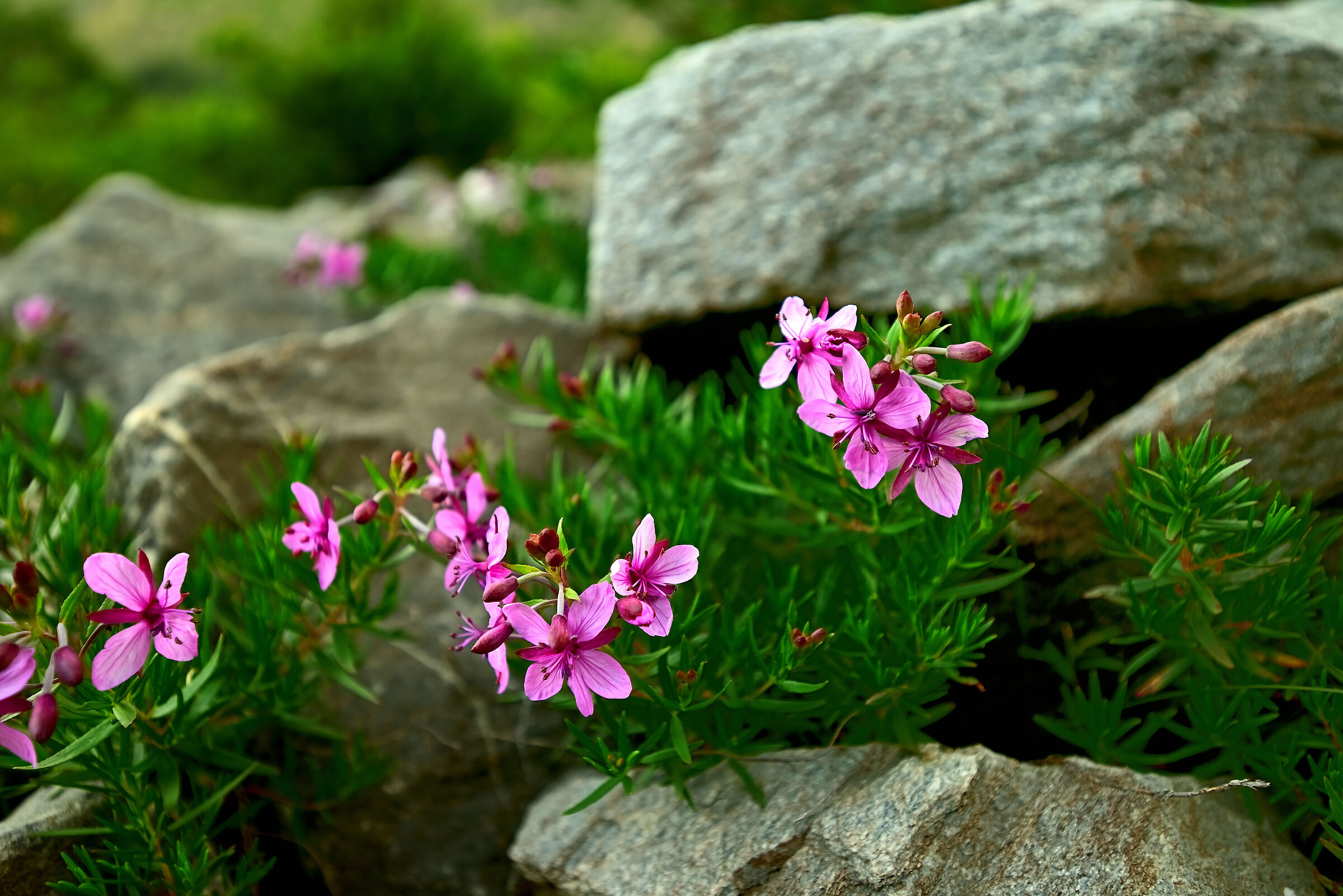 Mountain flowers