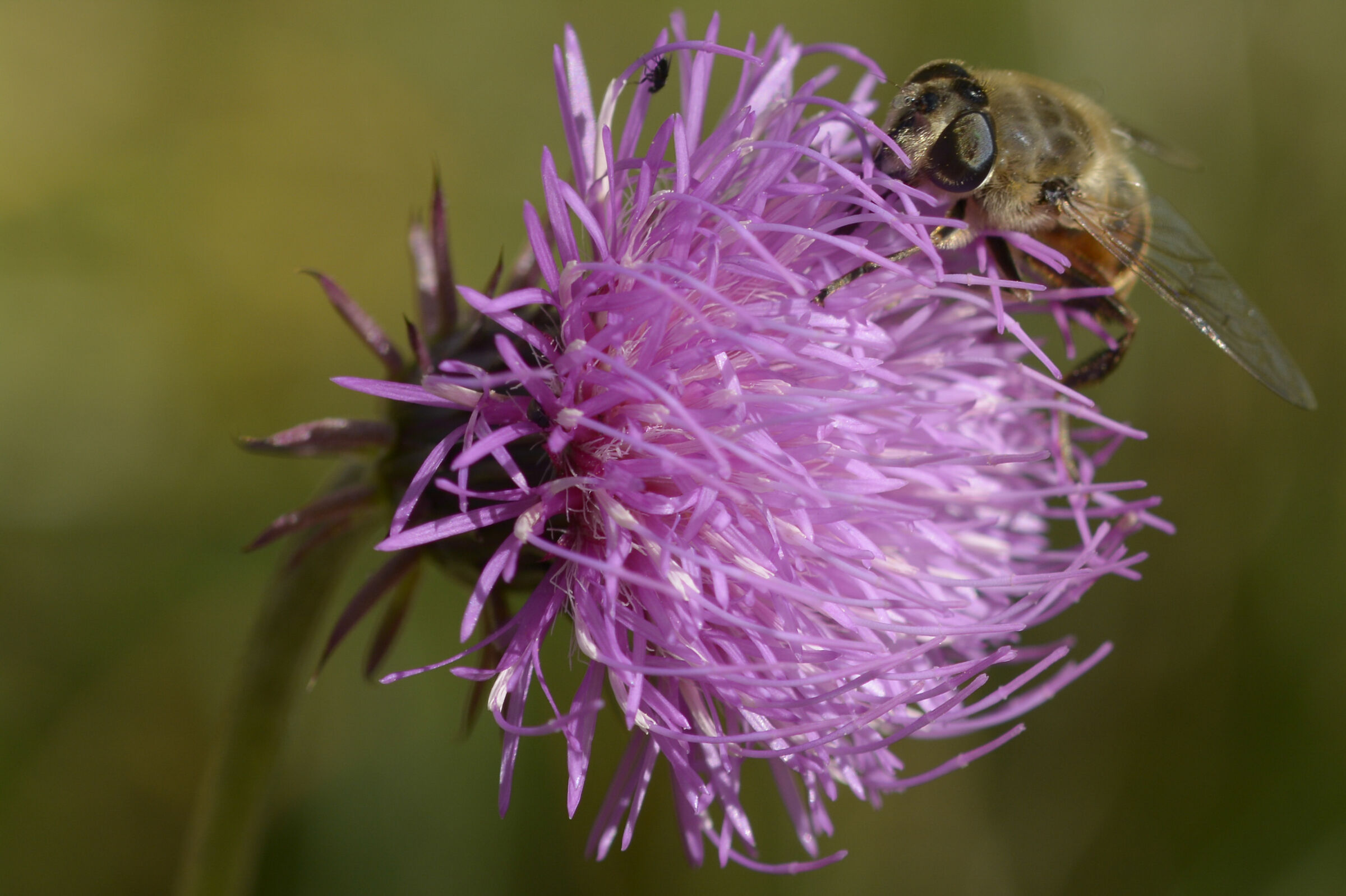Impollinazione