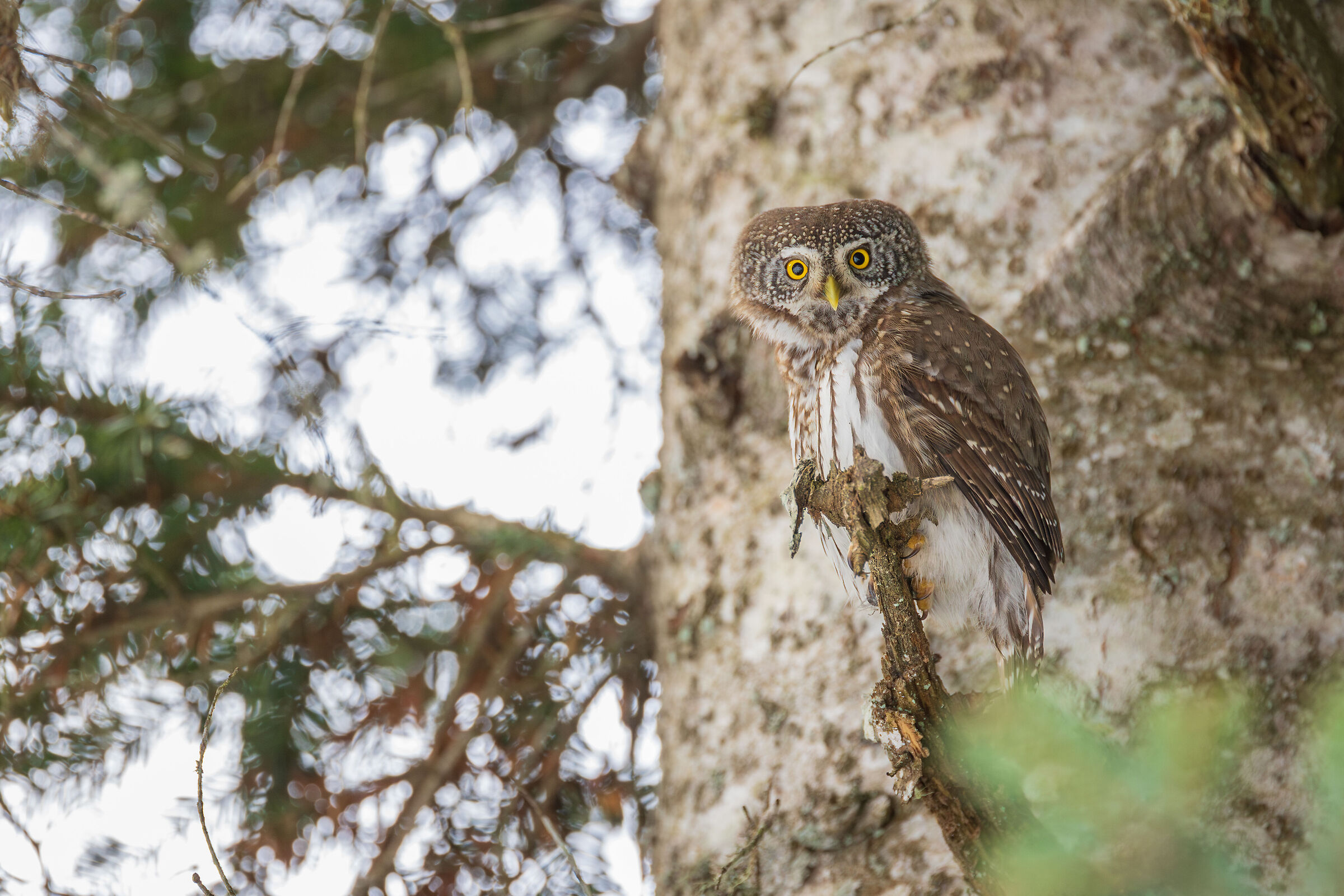 Cryptic mimicry