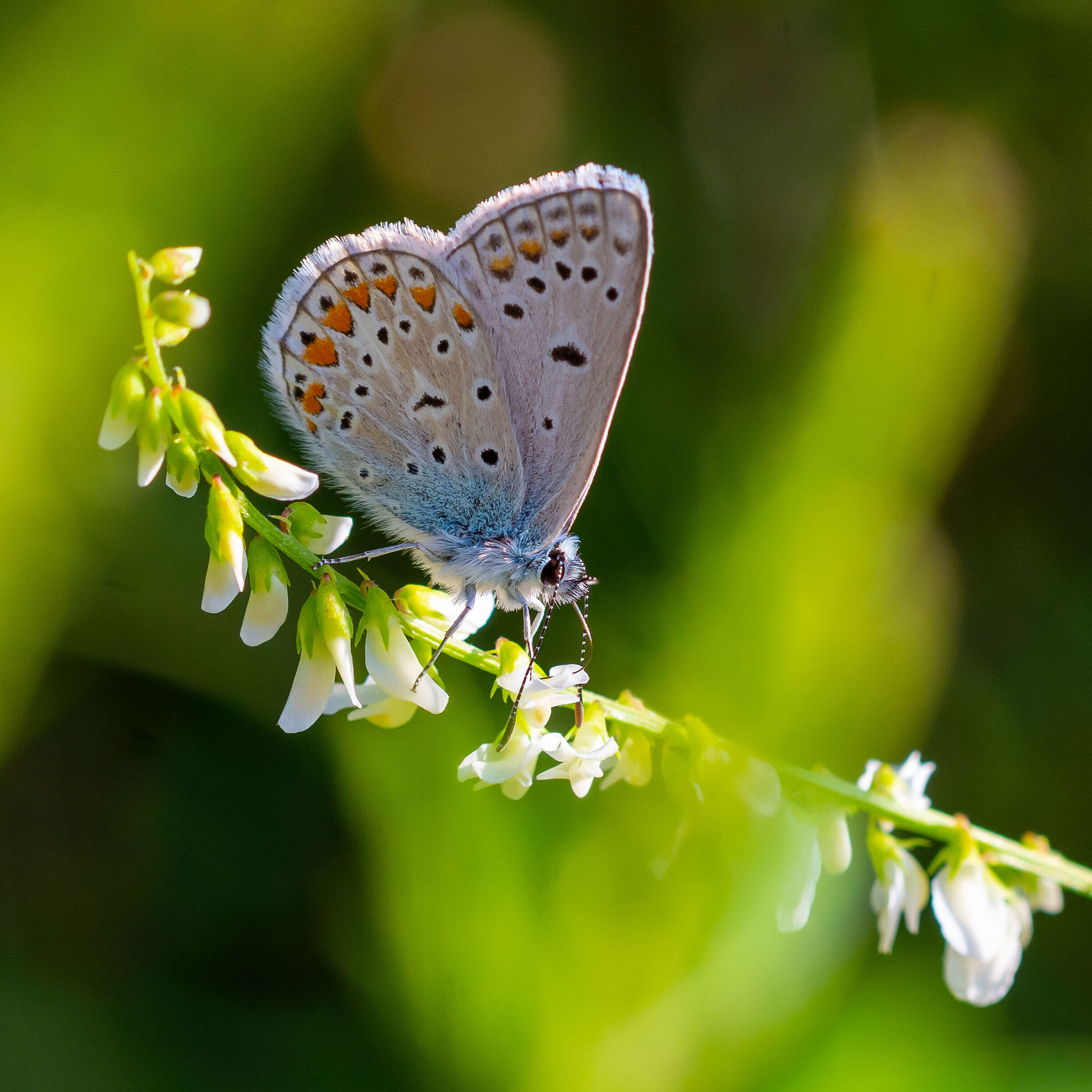 Plebejus argus