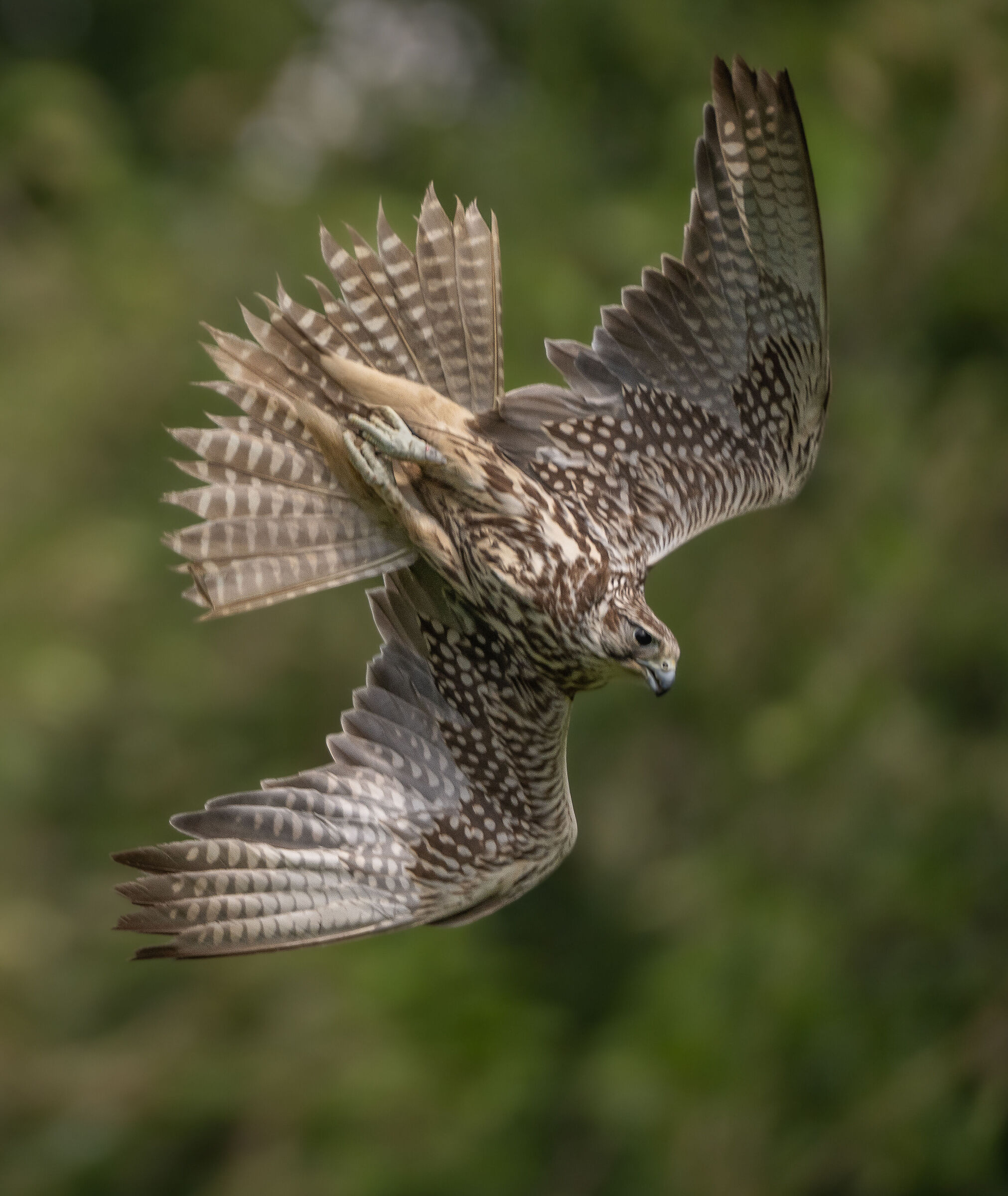 Falco Sacro in picchiata