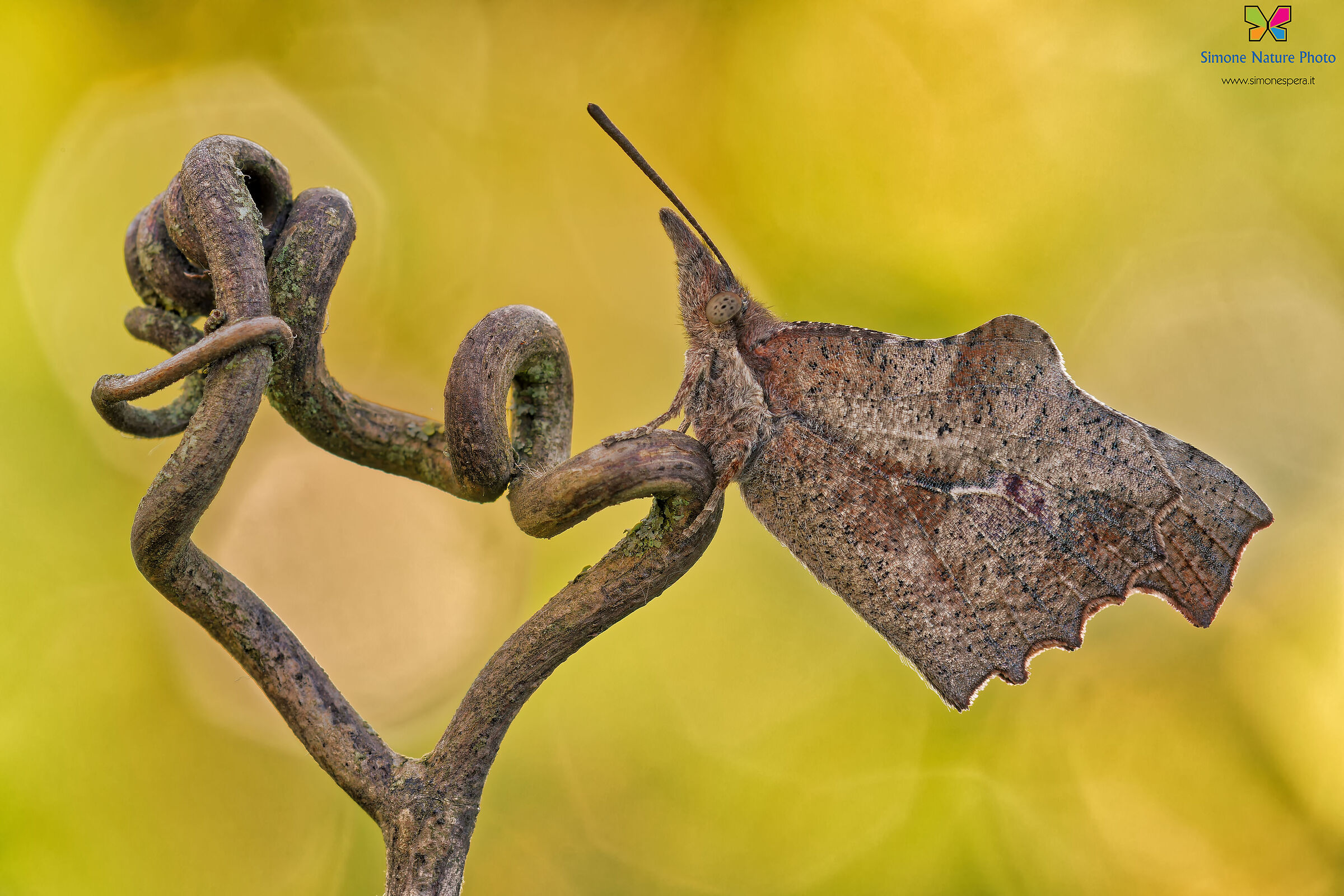 Libythea celtis