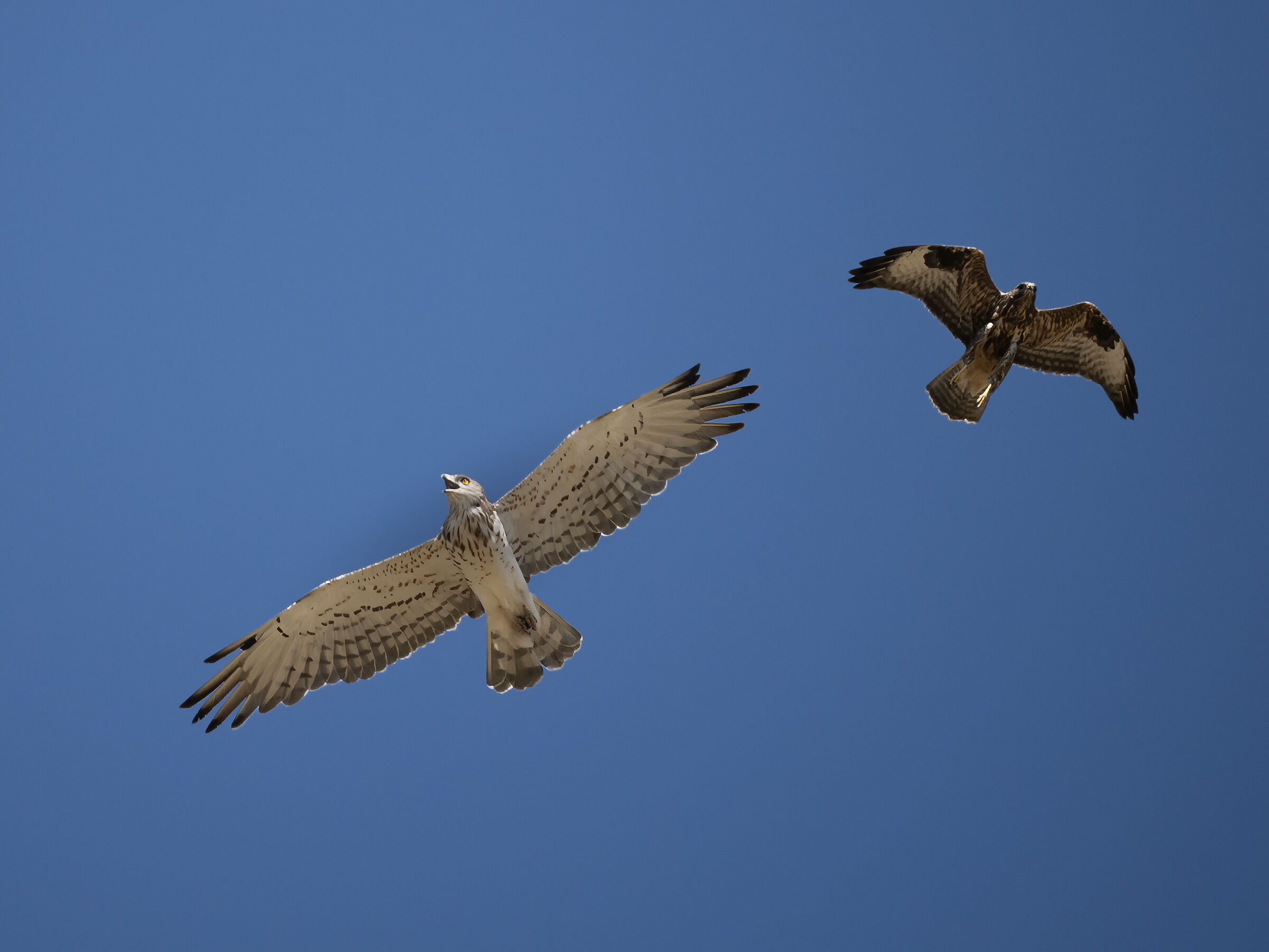 Buzzard and Short-toed Eagle after the collision in flight