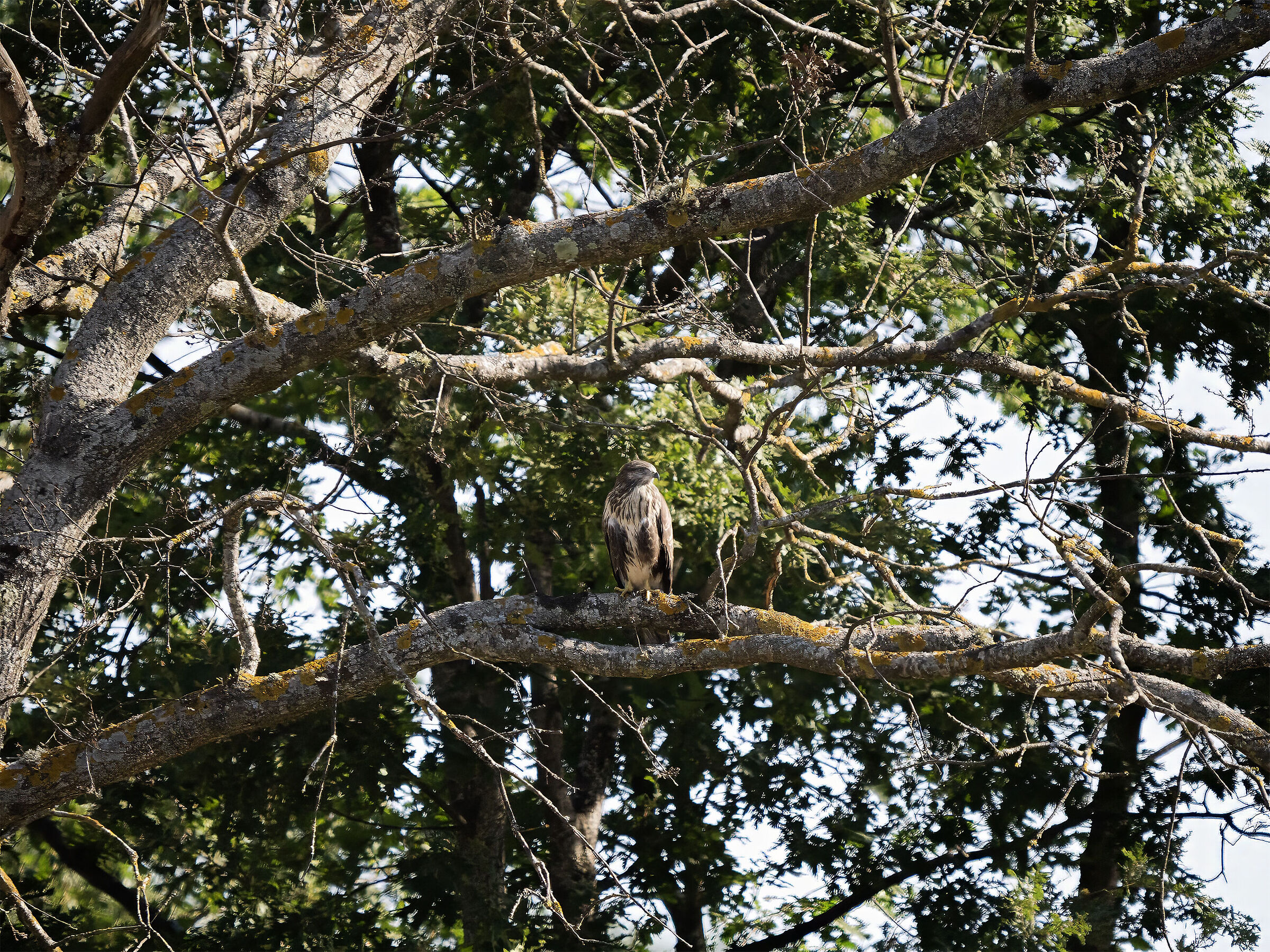 Buzzard