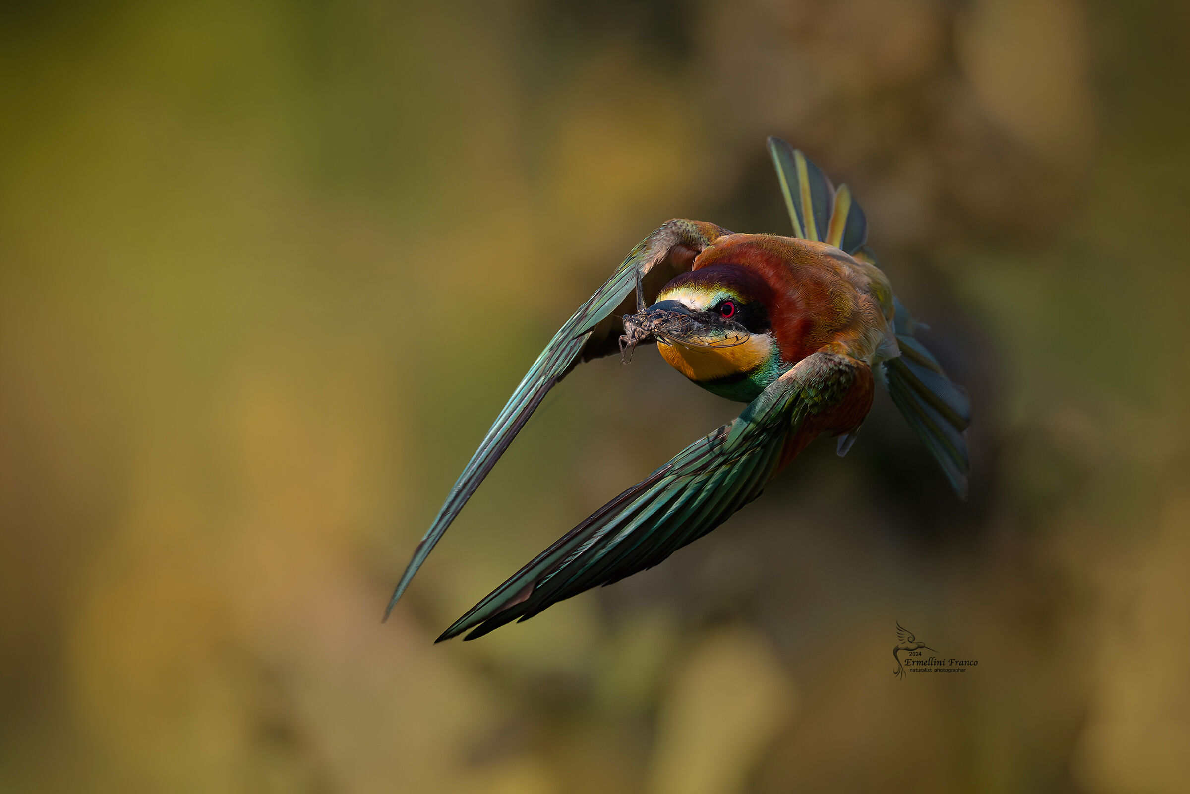Bee-eater